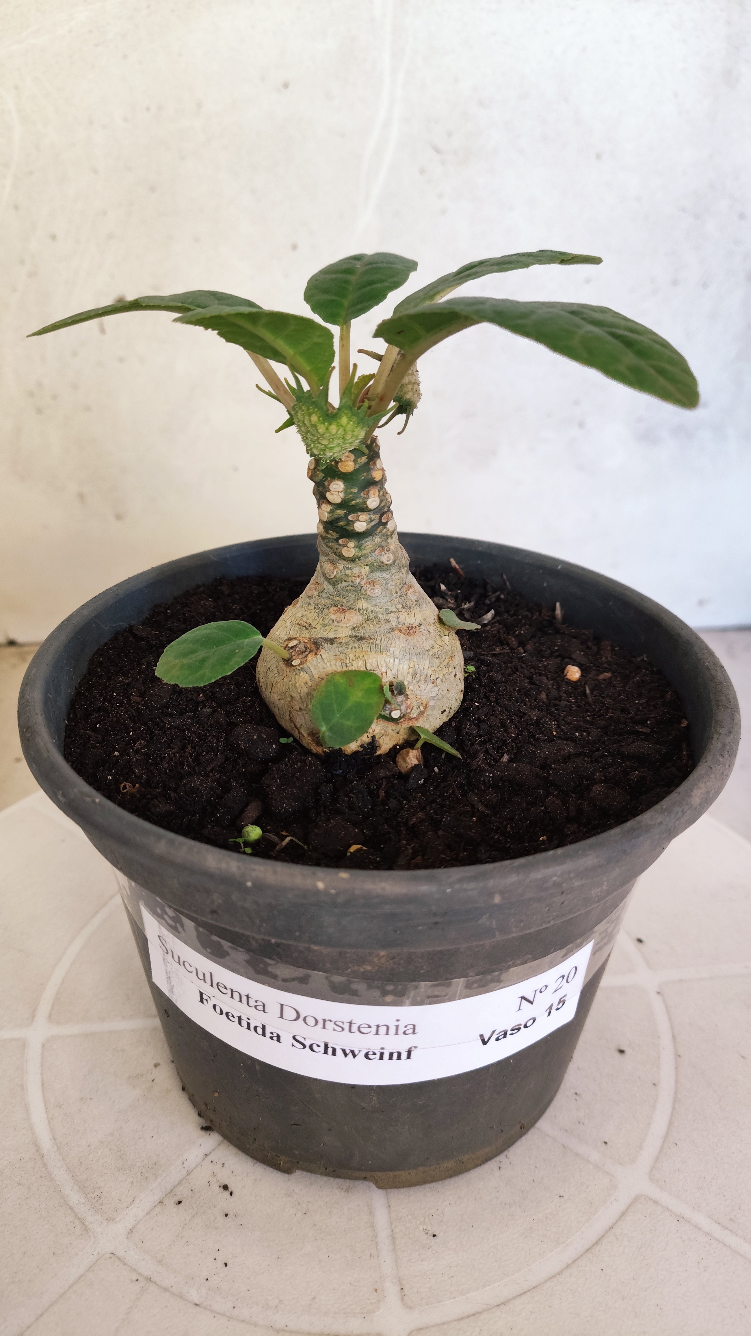 Suculenta Dorstenia Foetida Schweinf  N° 20 - Vaso 15