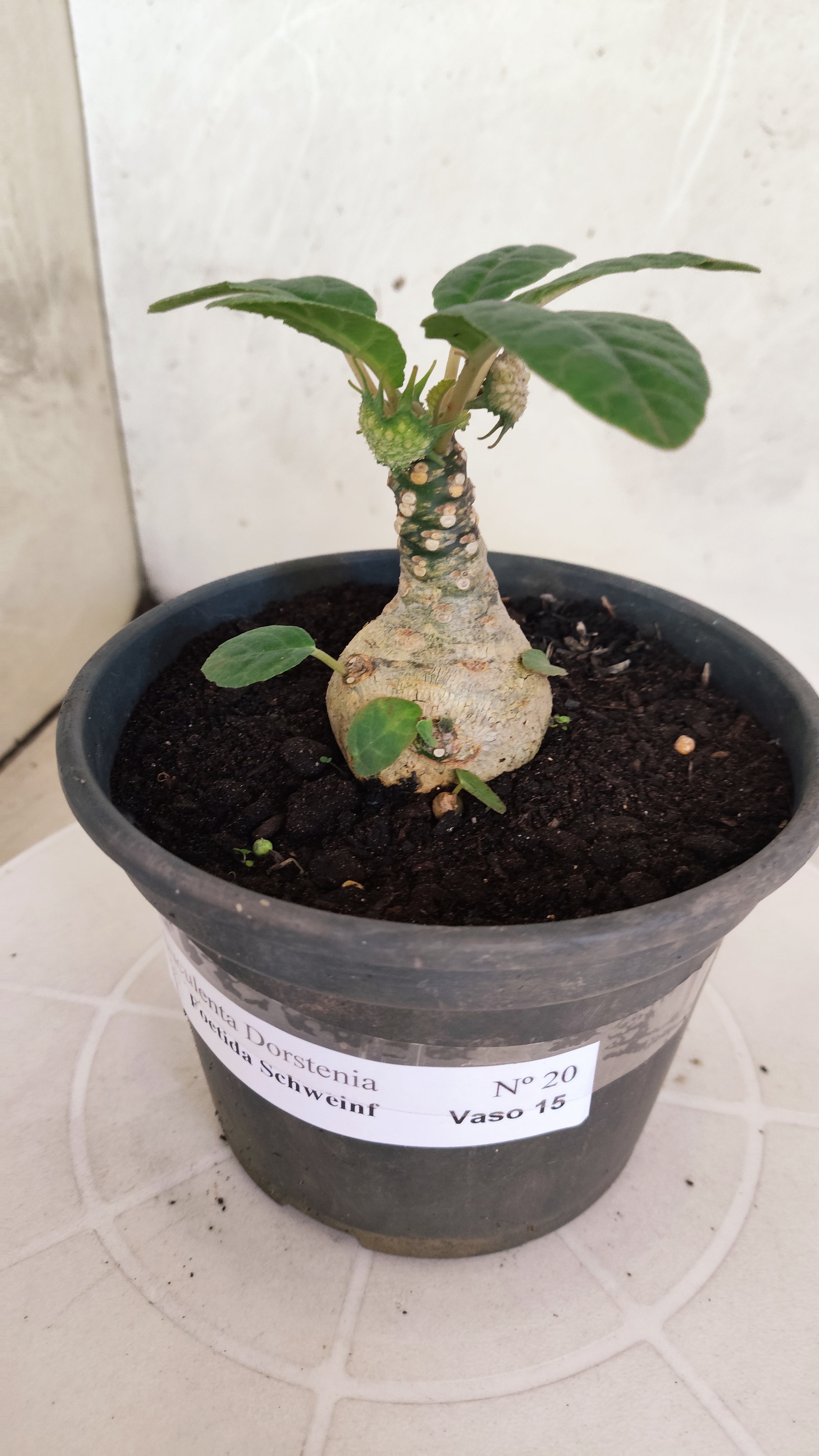 Suculenta Dorstenia Foetida Schweinf  N° 20 - Vaso 15