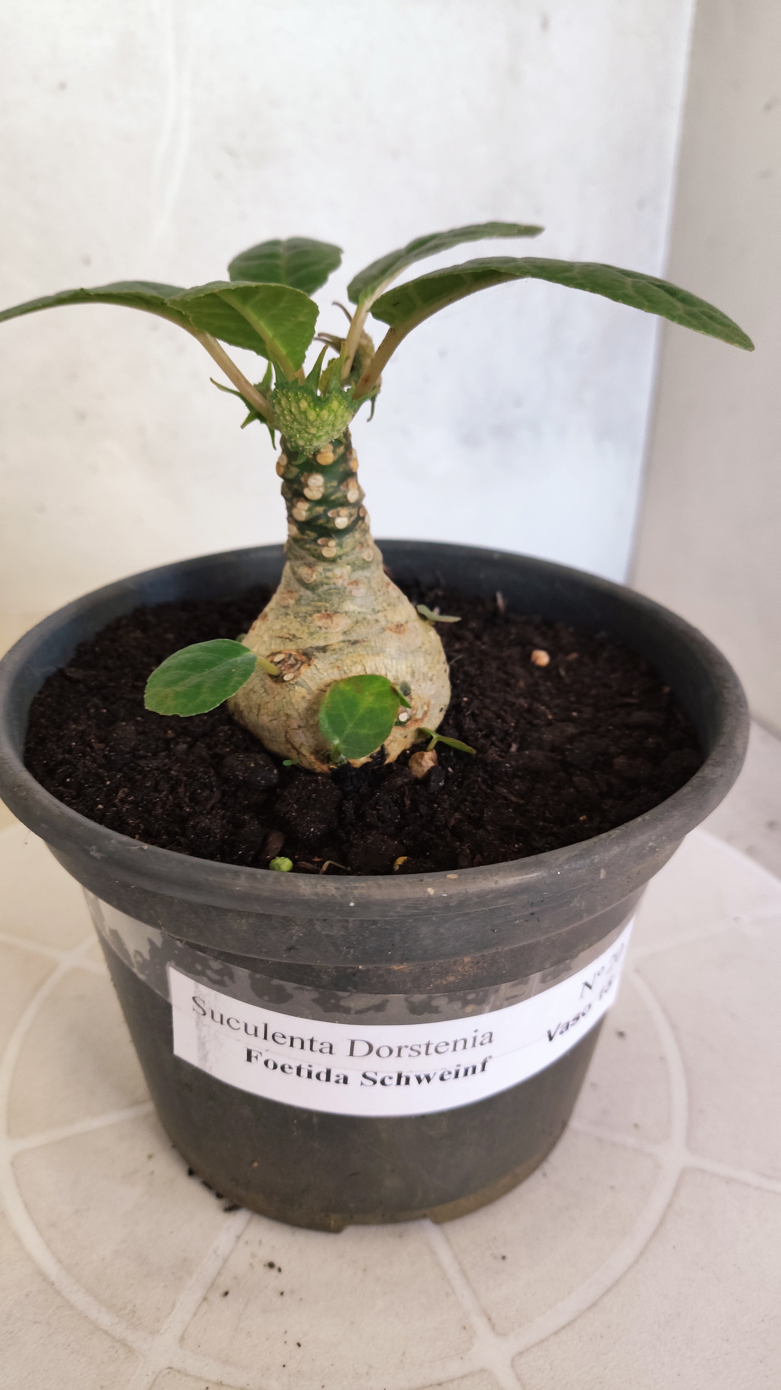 Suculenta Dorstenia Foetida Schweinf  N° 20 - Vaso 15