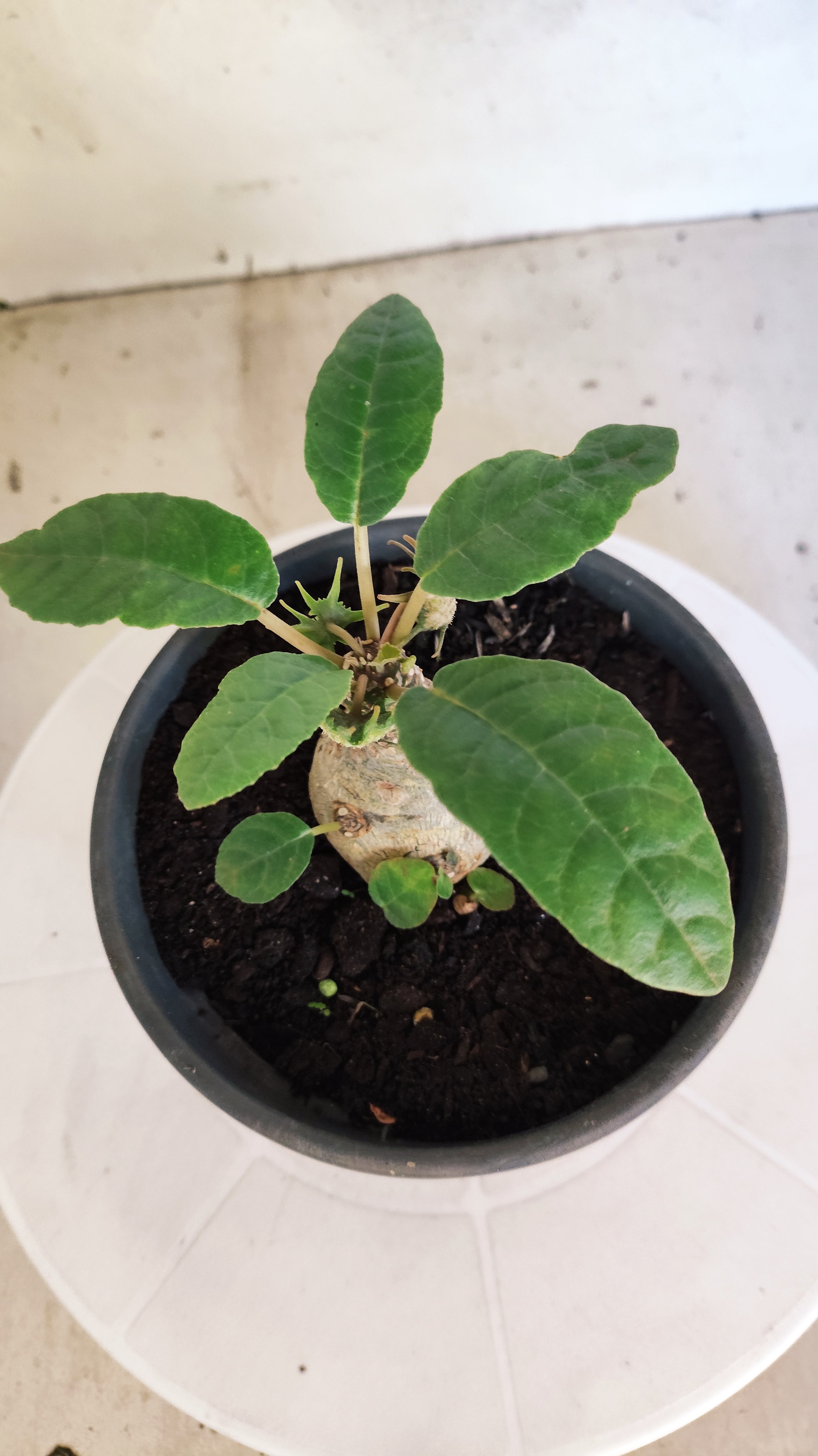 Suculenta Dorstenia Foetida Schweinf  N° 20 - Vaso 15