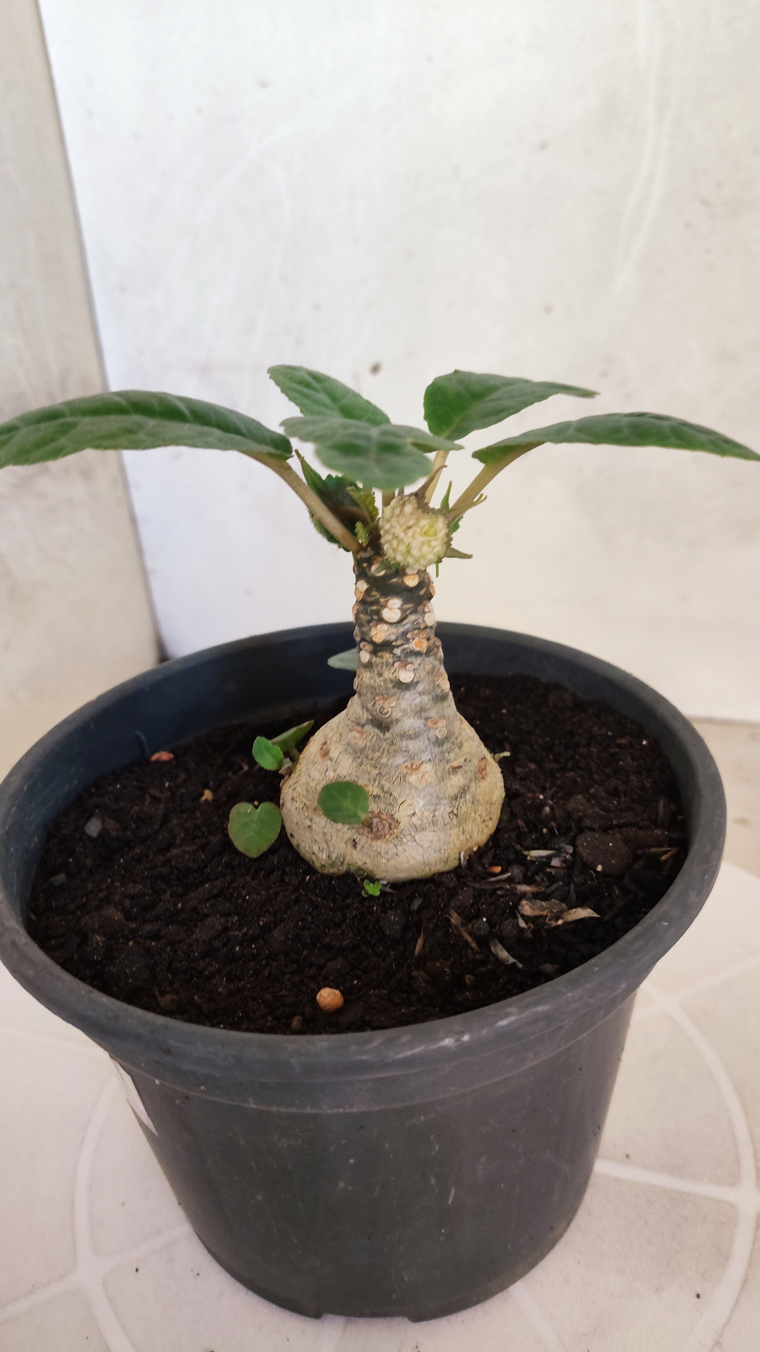 Suculenta Dorstenia Foetida Schweinf  N° 20 - Vaso 15