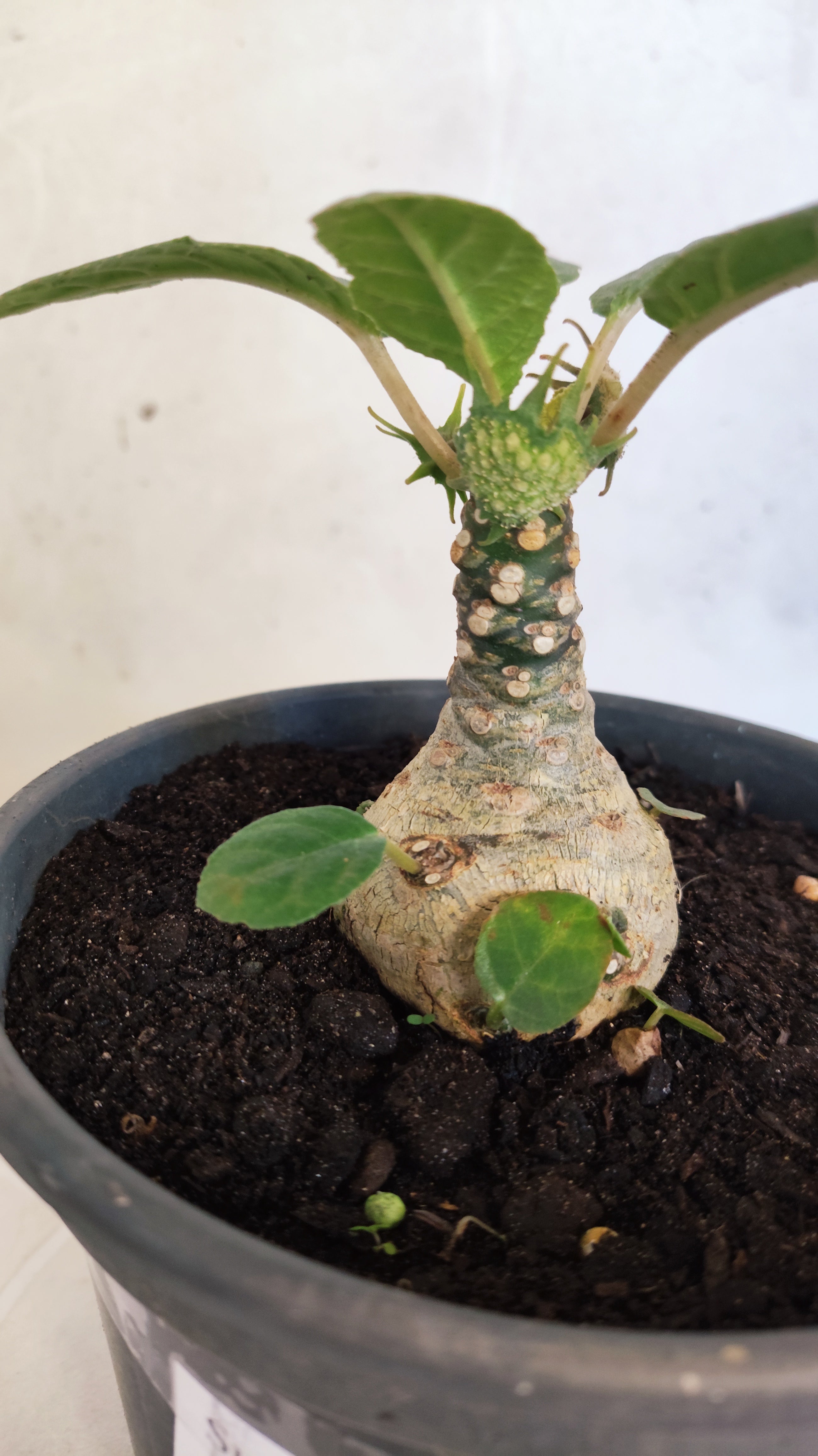 Suculenta Dorstenia Foetida Schweinf  N° 20 - Vaso 15