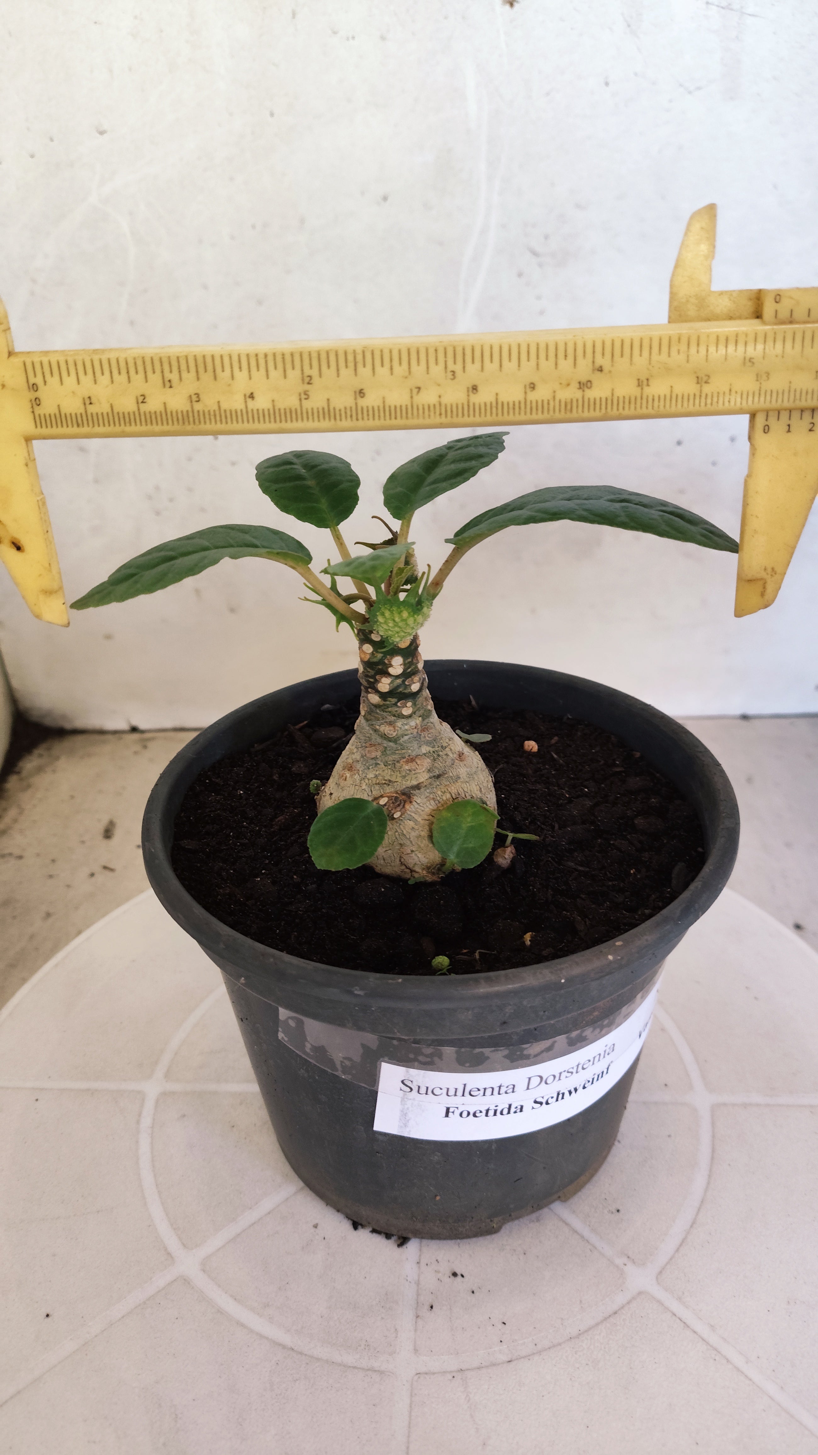 Suculenta Dorstenia Foetida Schweinf  N° 20 - Vaso 15