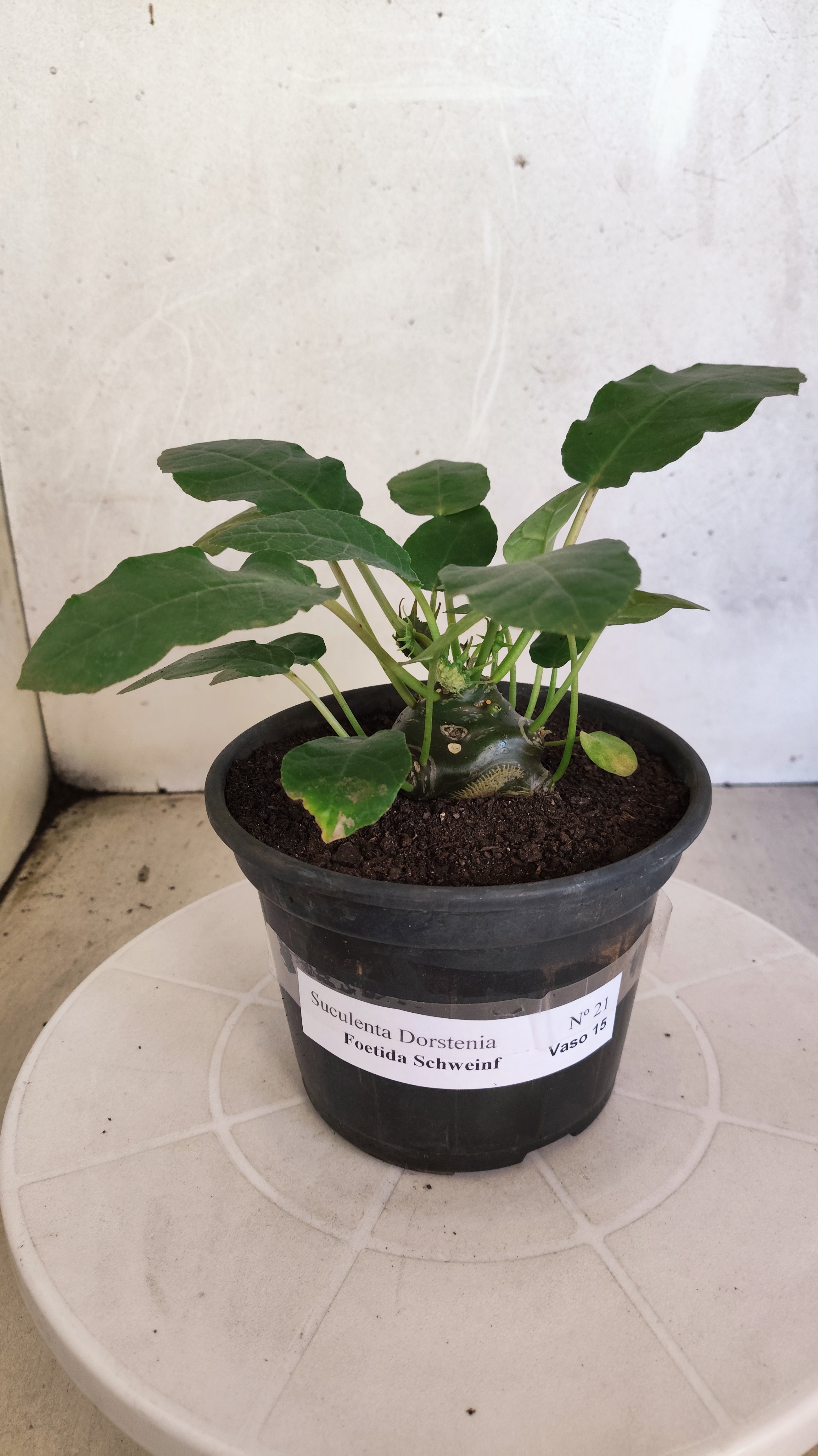 Suculenta Dorstenia Foetida Schweinf  N° 21 - Vaso 15