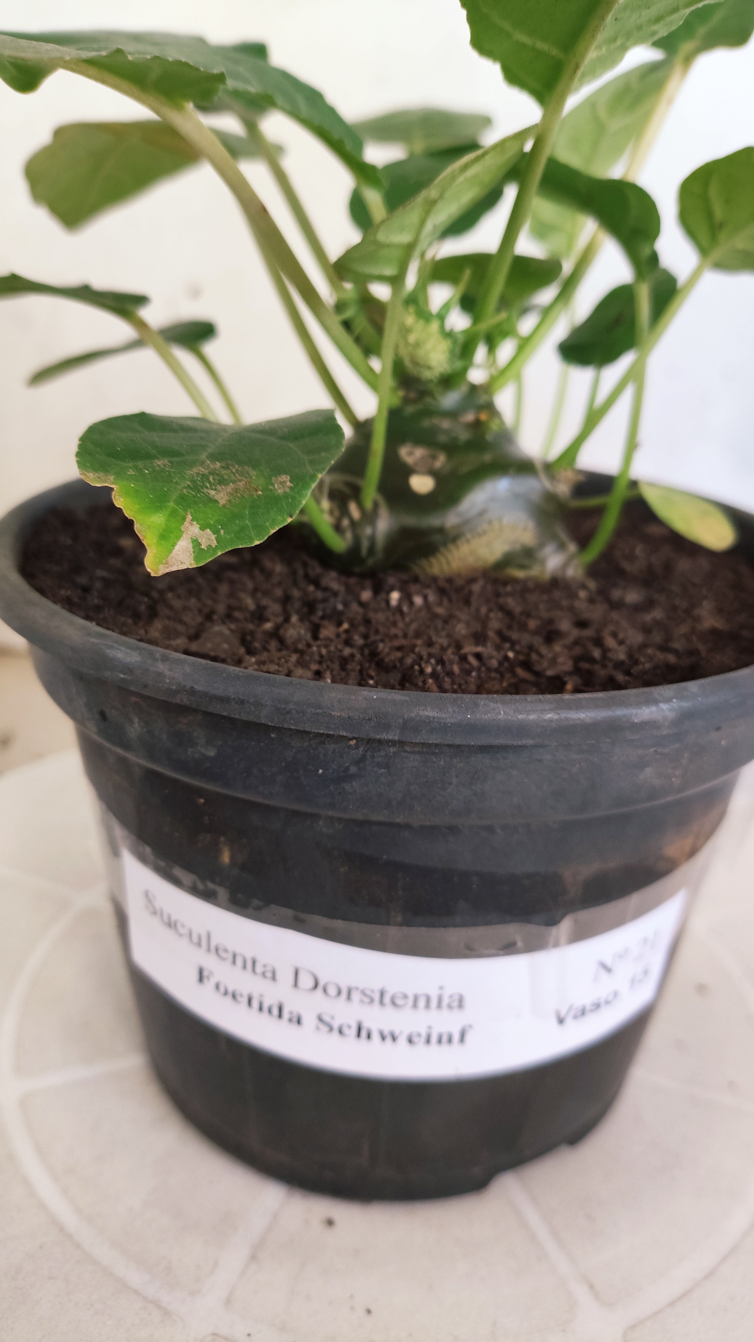 Suculenta Dorstenia Foetida Schweinf  N° 21 - Vaso 15