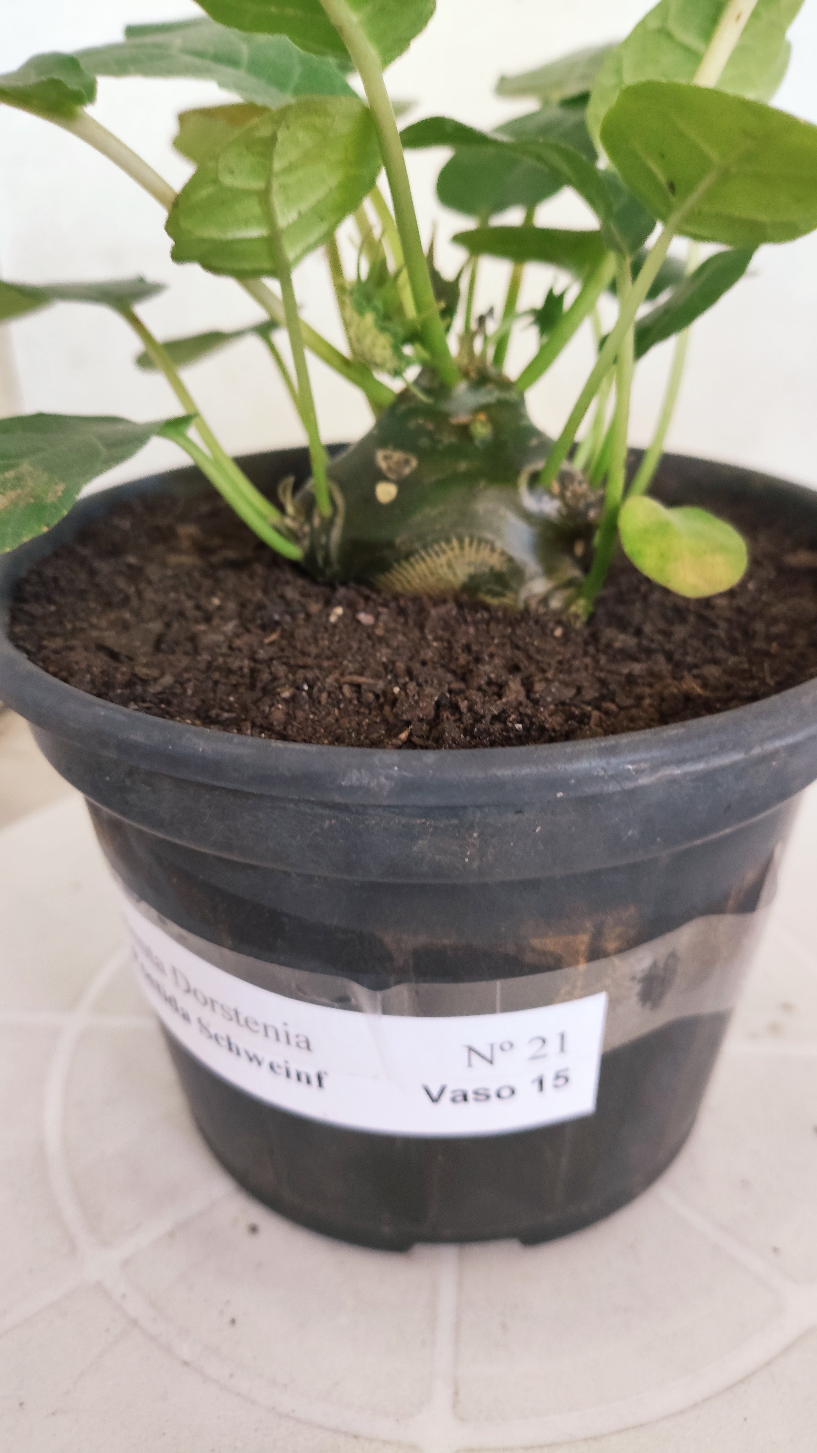 Suculenta Dorstenia Foetida Schweinf  N° 21 - Vaso 15