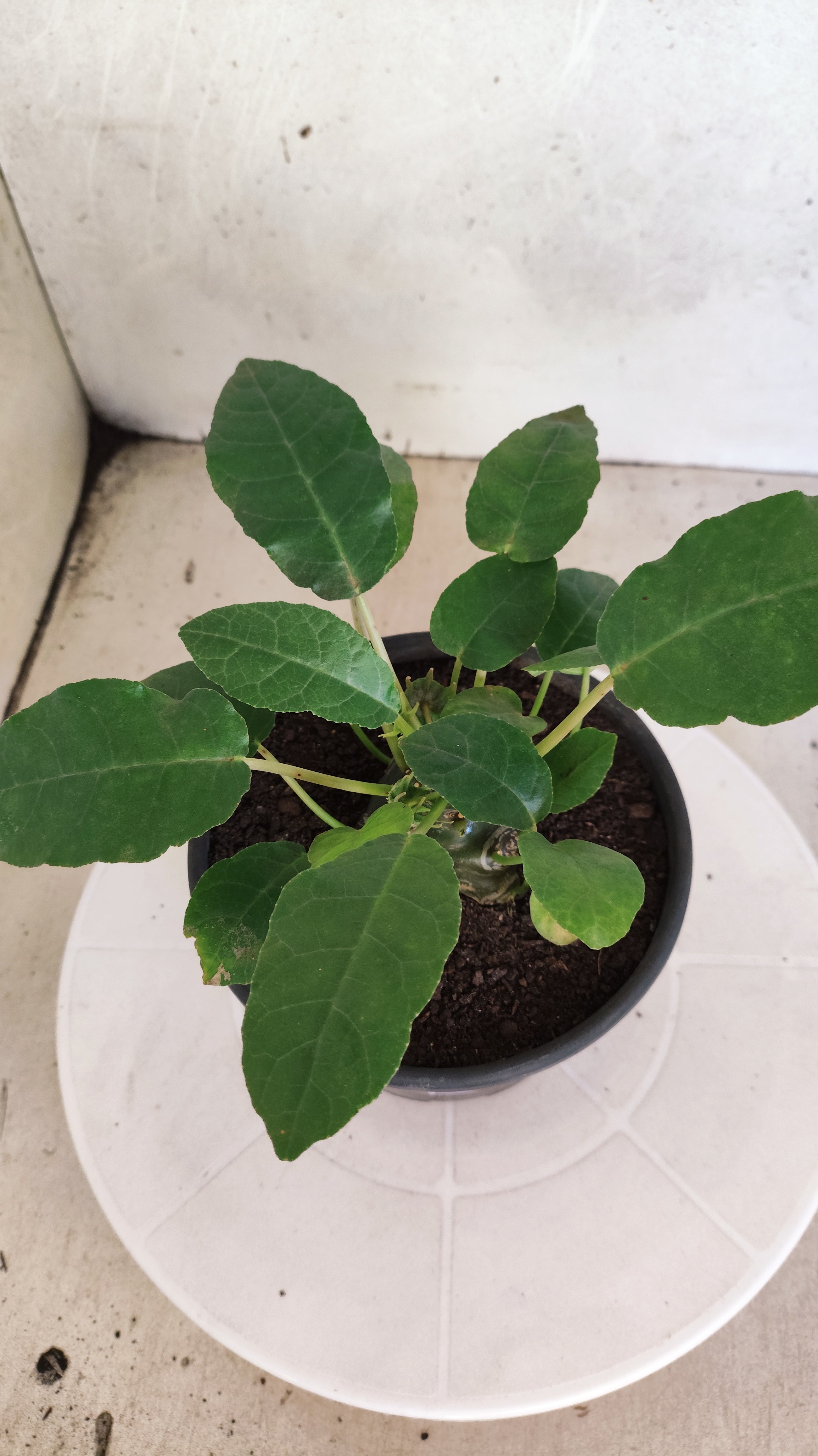 Suculenta Dorstenia Foetida Schweinf  N° 21 - Vaso 15