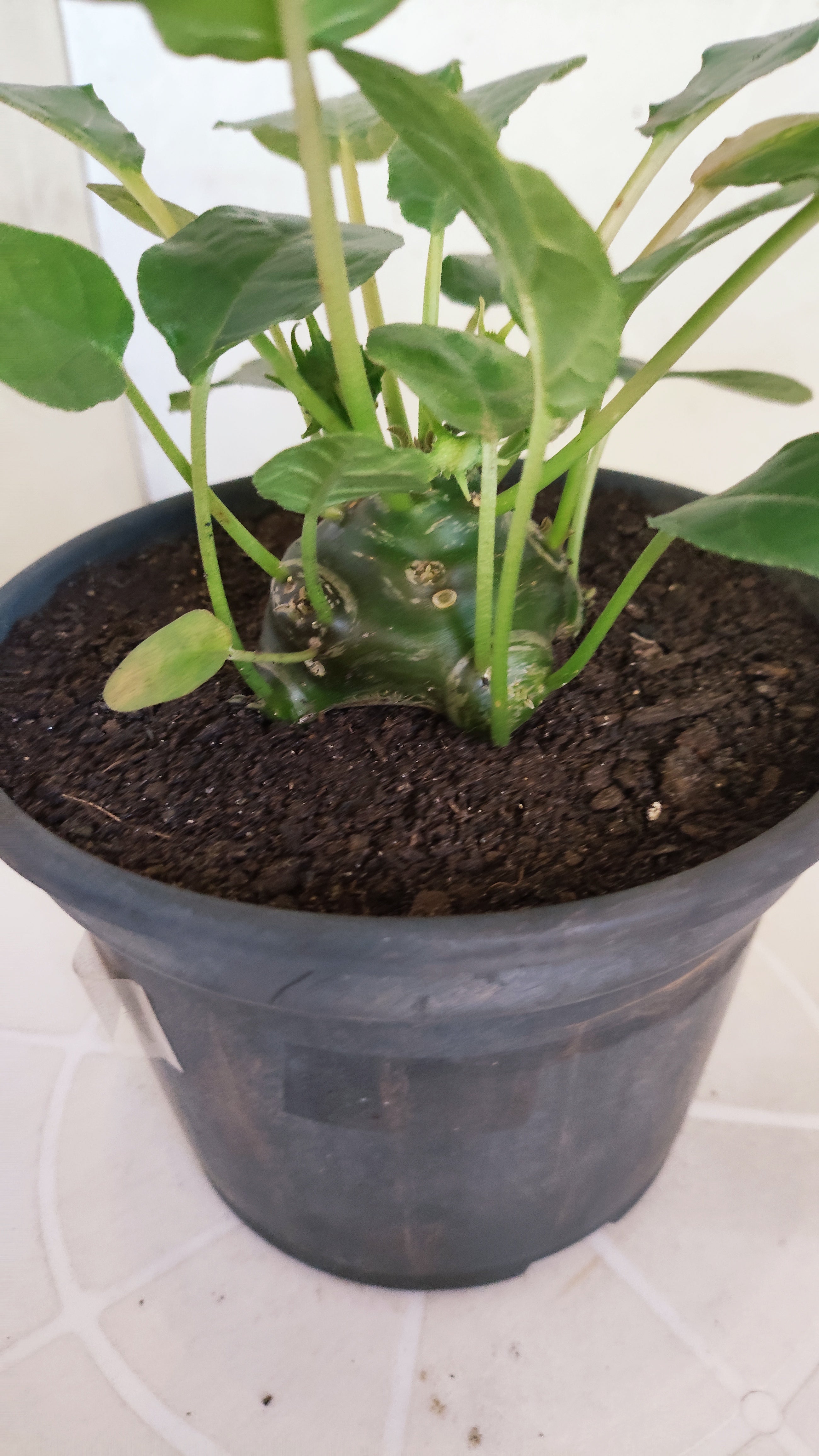 Suculenta Dorstenia Foetida Schweinf  N° 21 - Vaso 15