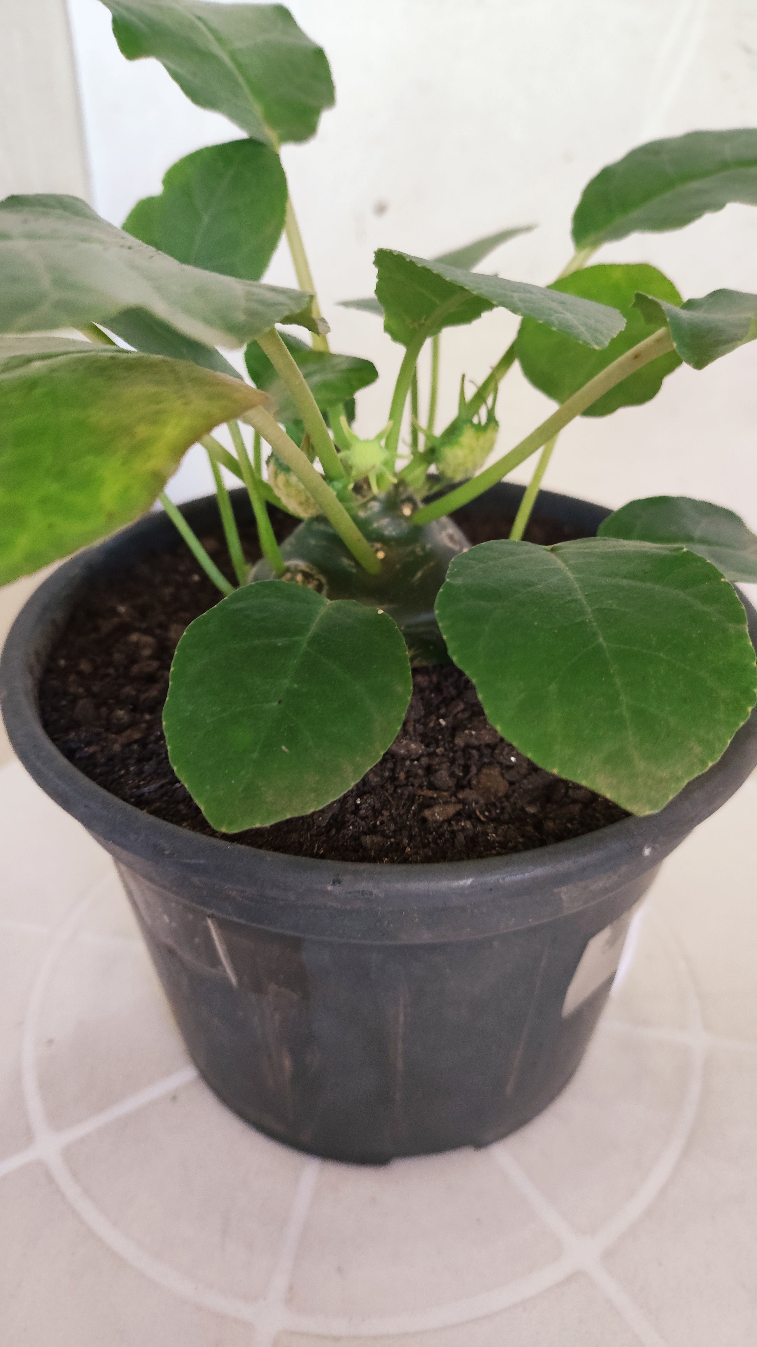 Suculenta Dorstenia Foetida Schweinf  N° 21 - Vaso 15