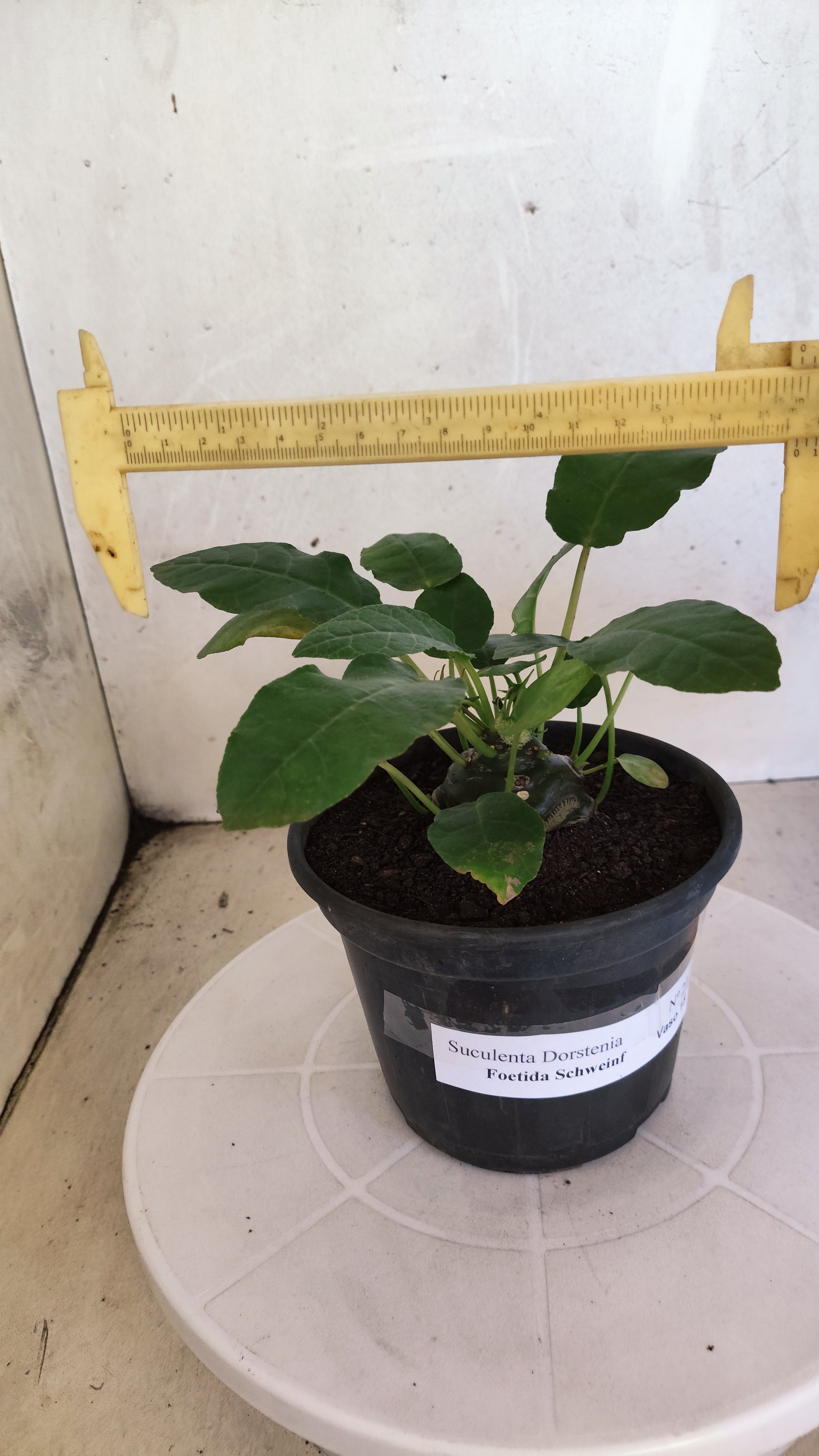 Suculenta Dorstenia Foetida Schweinf  N° 21 - Vaso 15