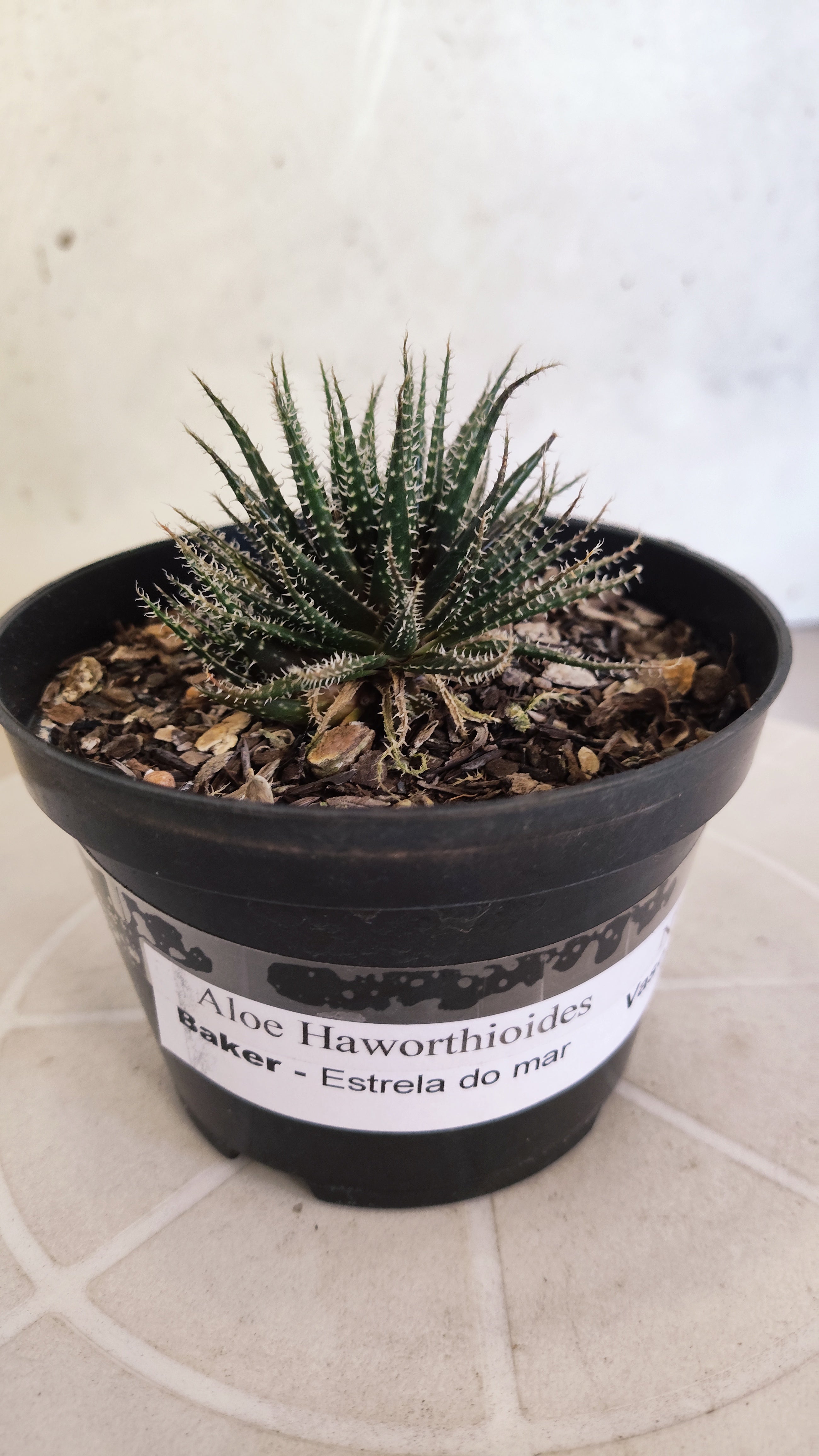 Aloe Haworthioides Baker  N° 20 - Vaso 11