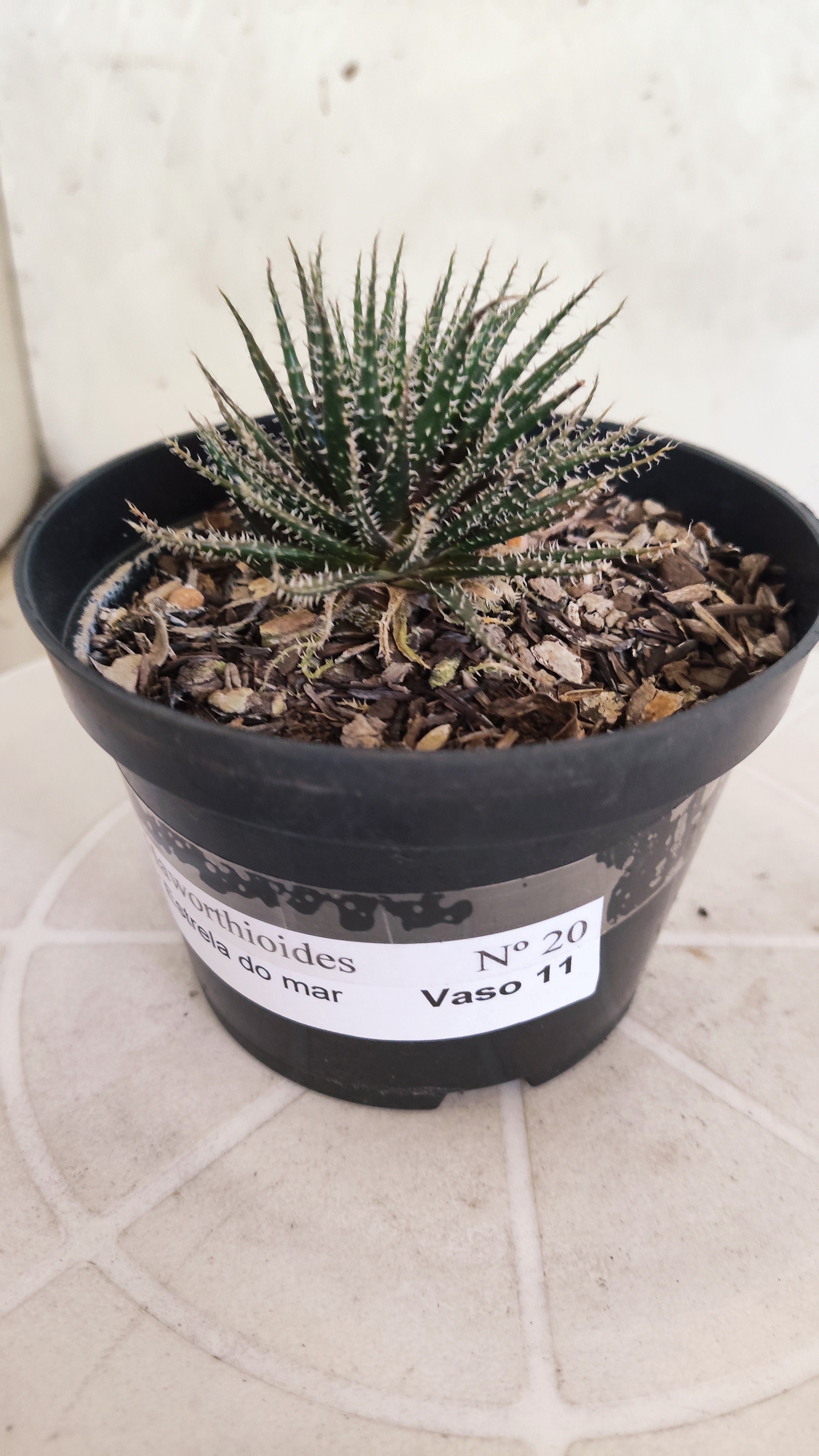 Aloe Haworthioides Baker  N° 20 - Vaso 11