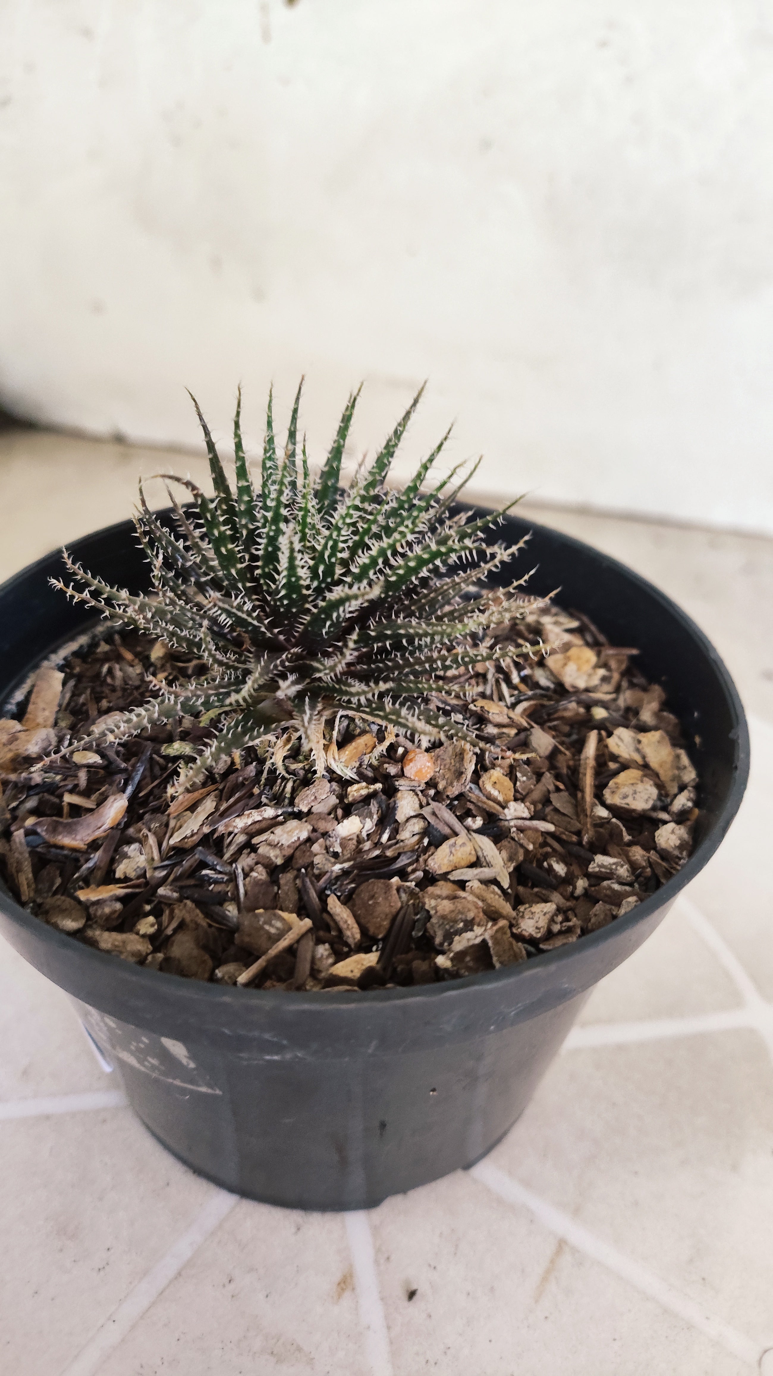 Aloe Haworthioides Baker  N° 20 - Vaso 11