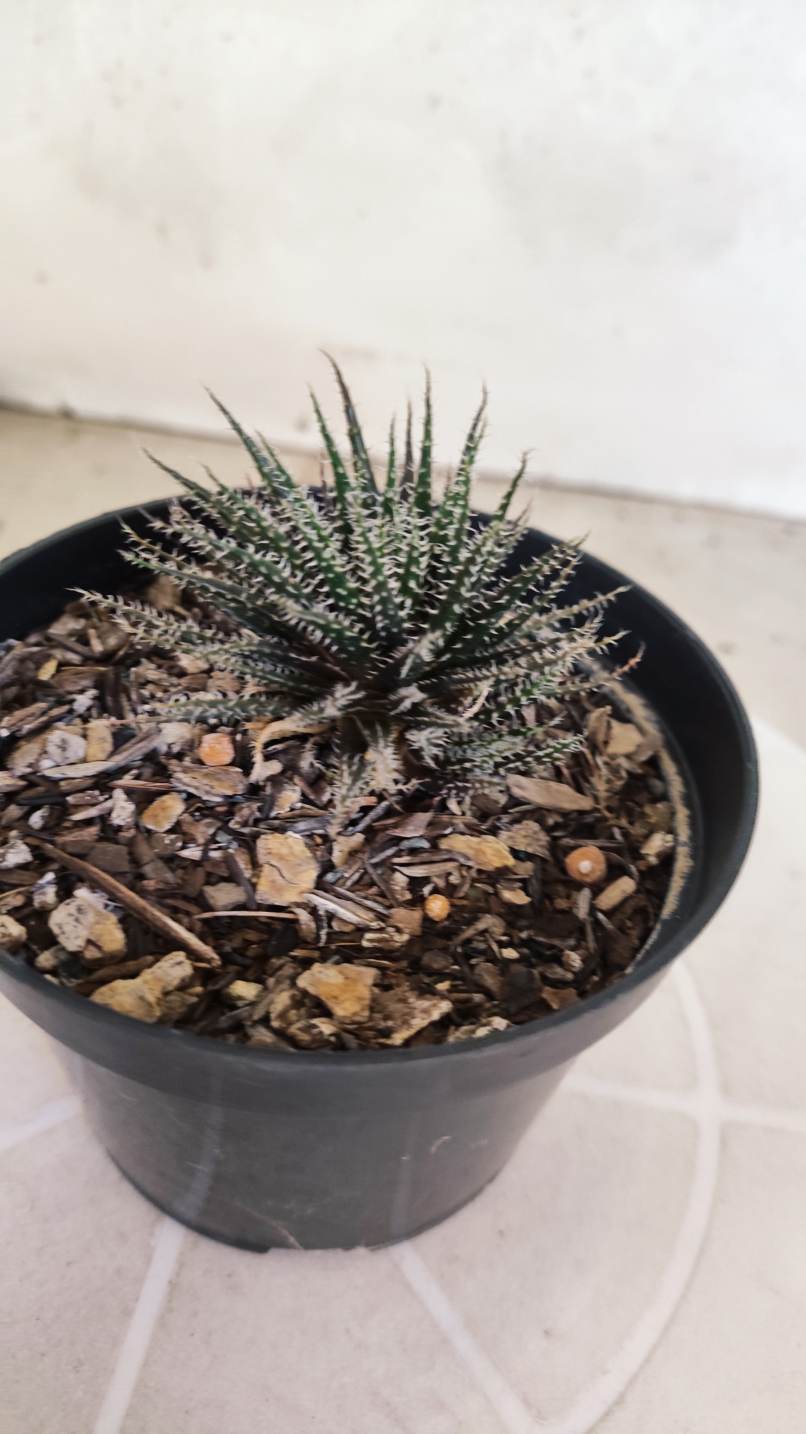 Aloe Haworthioides Baker  N° 20 - Vaso 11