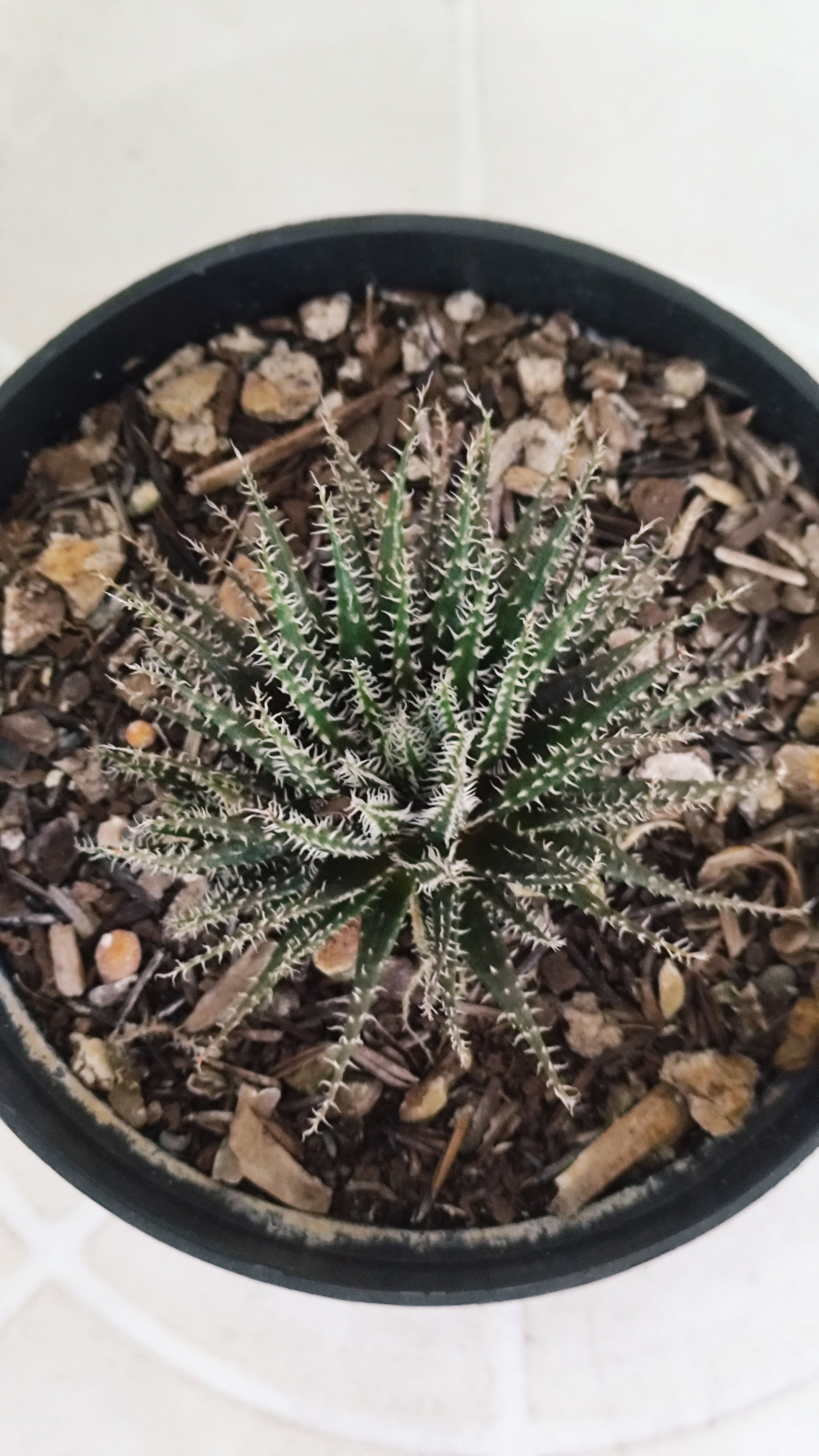 Aloe Haworthioides Baker  N° 20 - Vaso 11