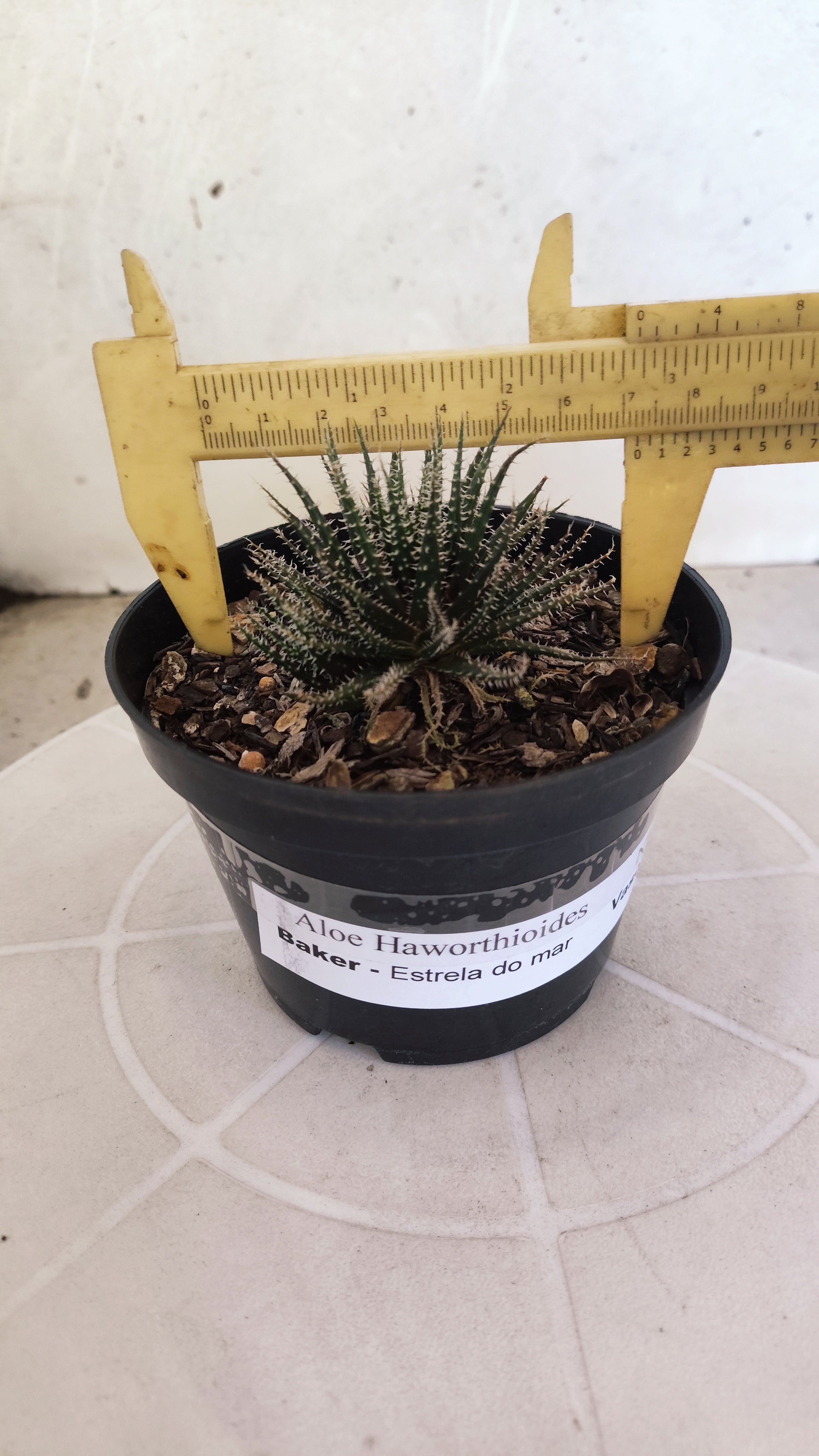 Aloe Haworthioides Baker  N° 20 - Vaso 11
