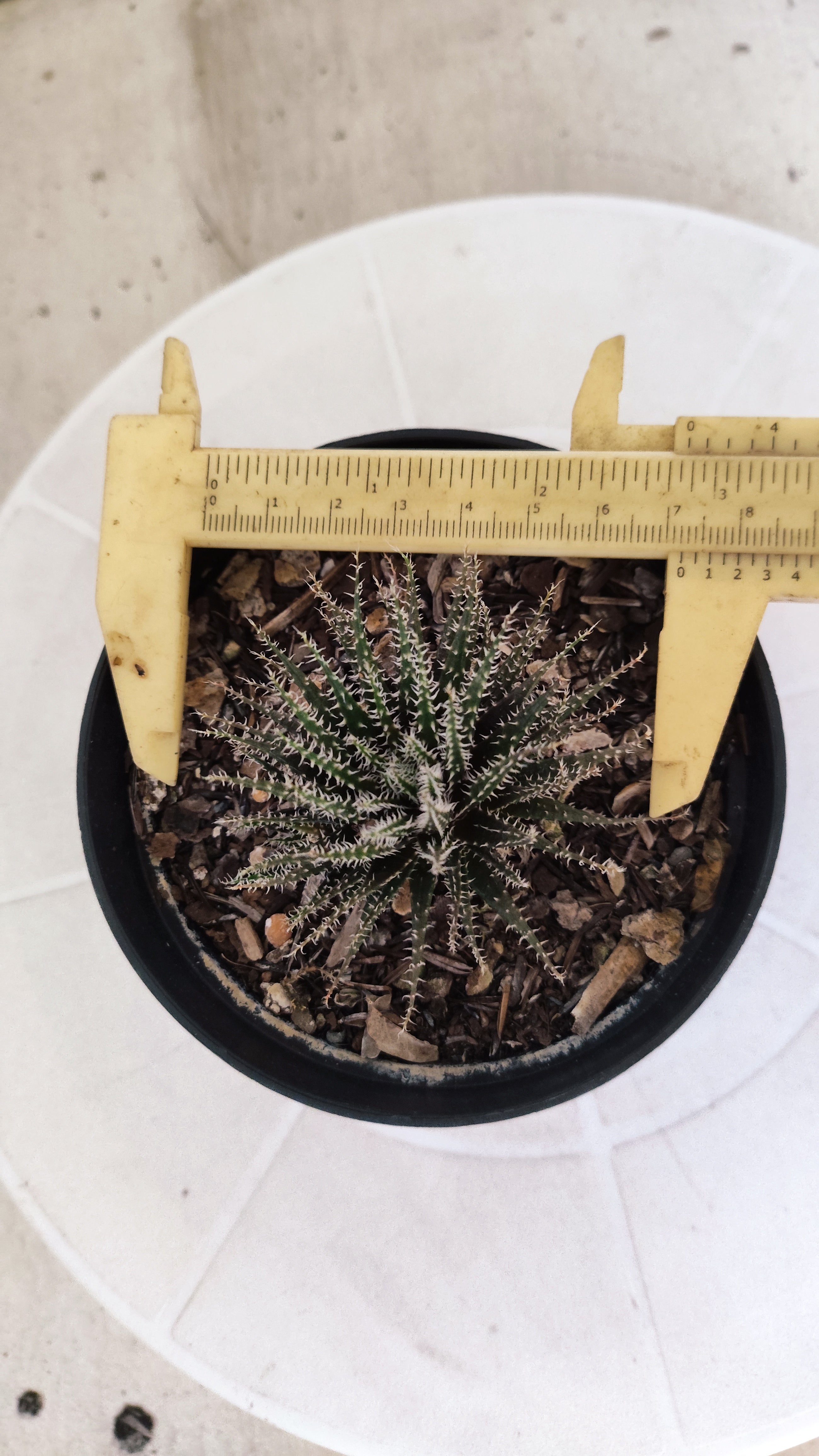 Aloe Haworthioides Baker  N° 20 - Vaso 11