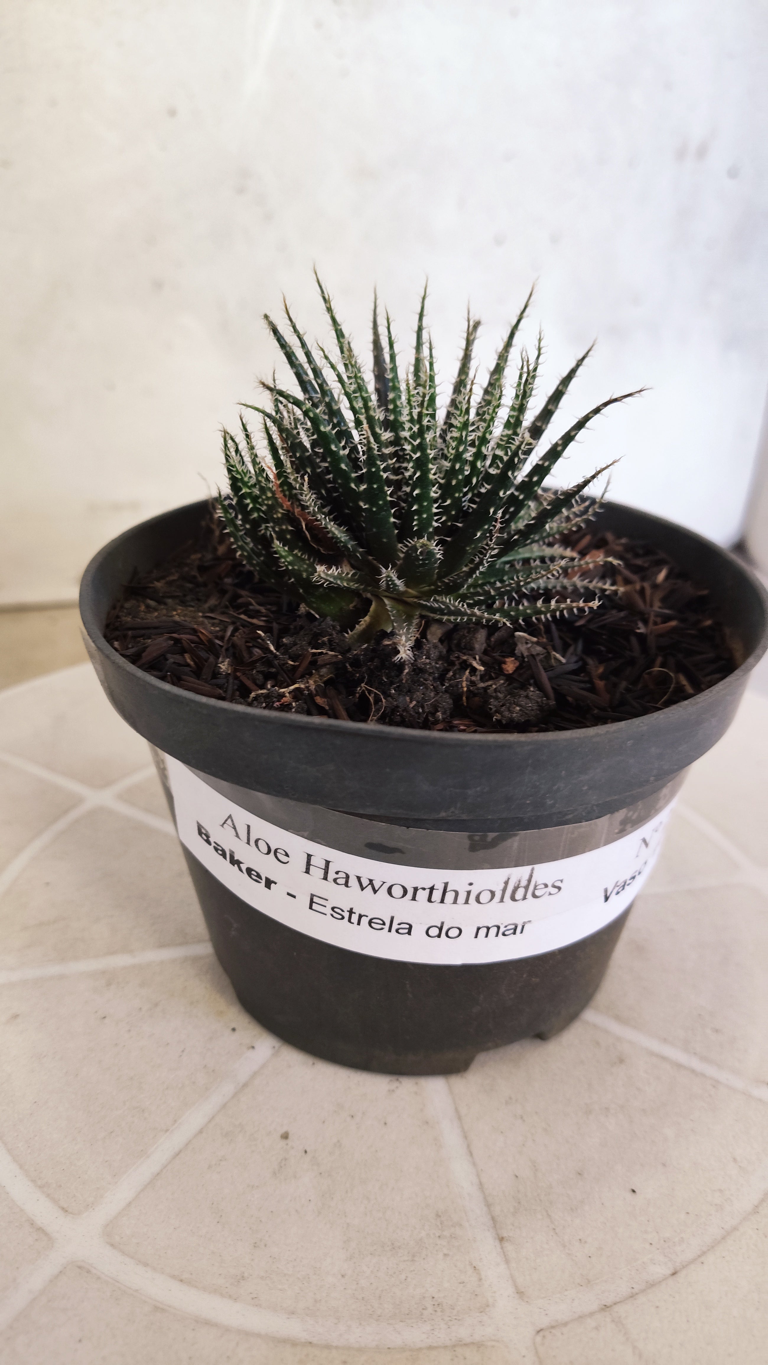 Aloe Haworthioides Baker  N° 21 - Vaso 11