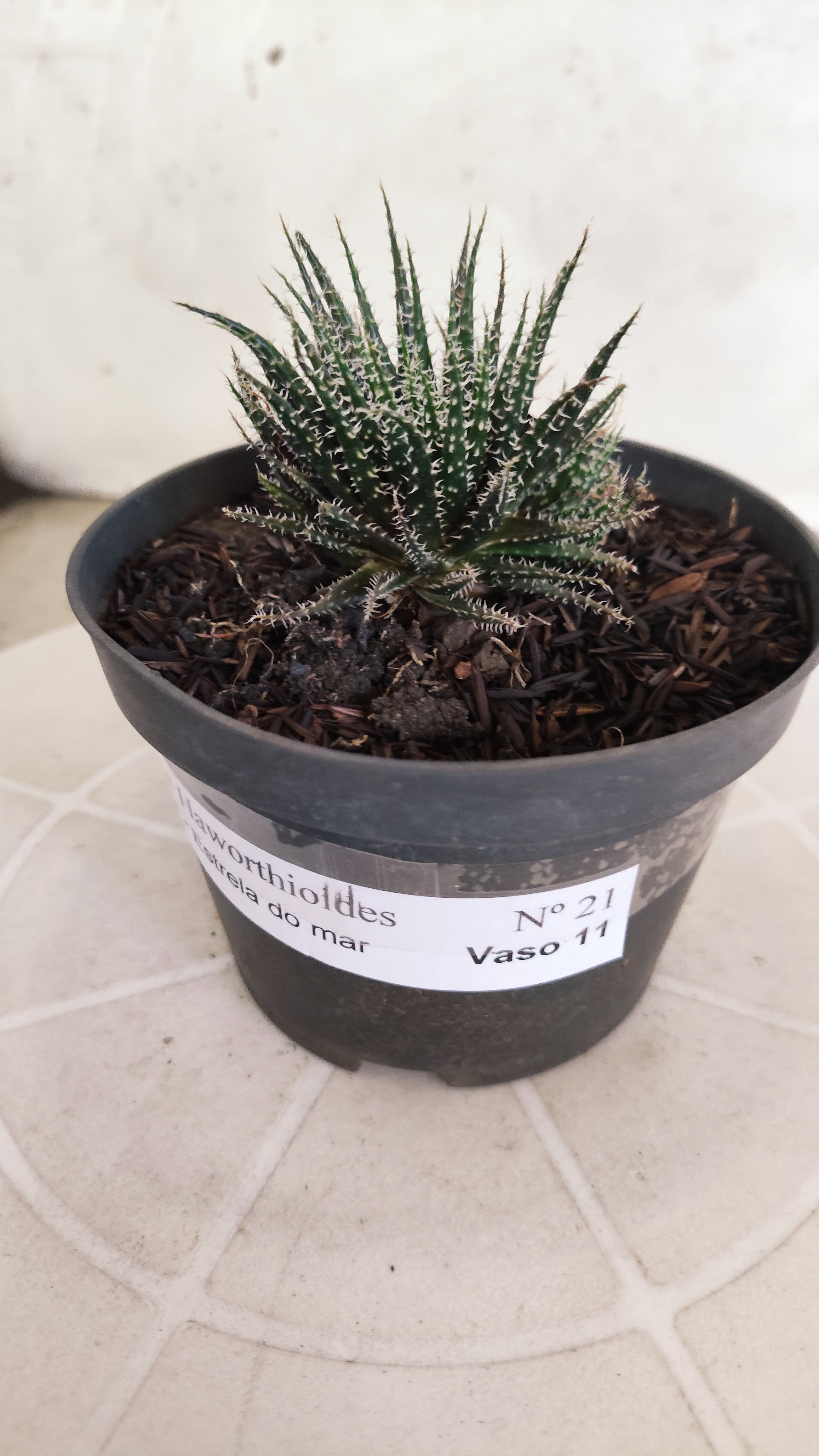 Aloe Haworthioides Baker  N° 21 - Vaso 11