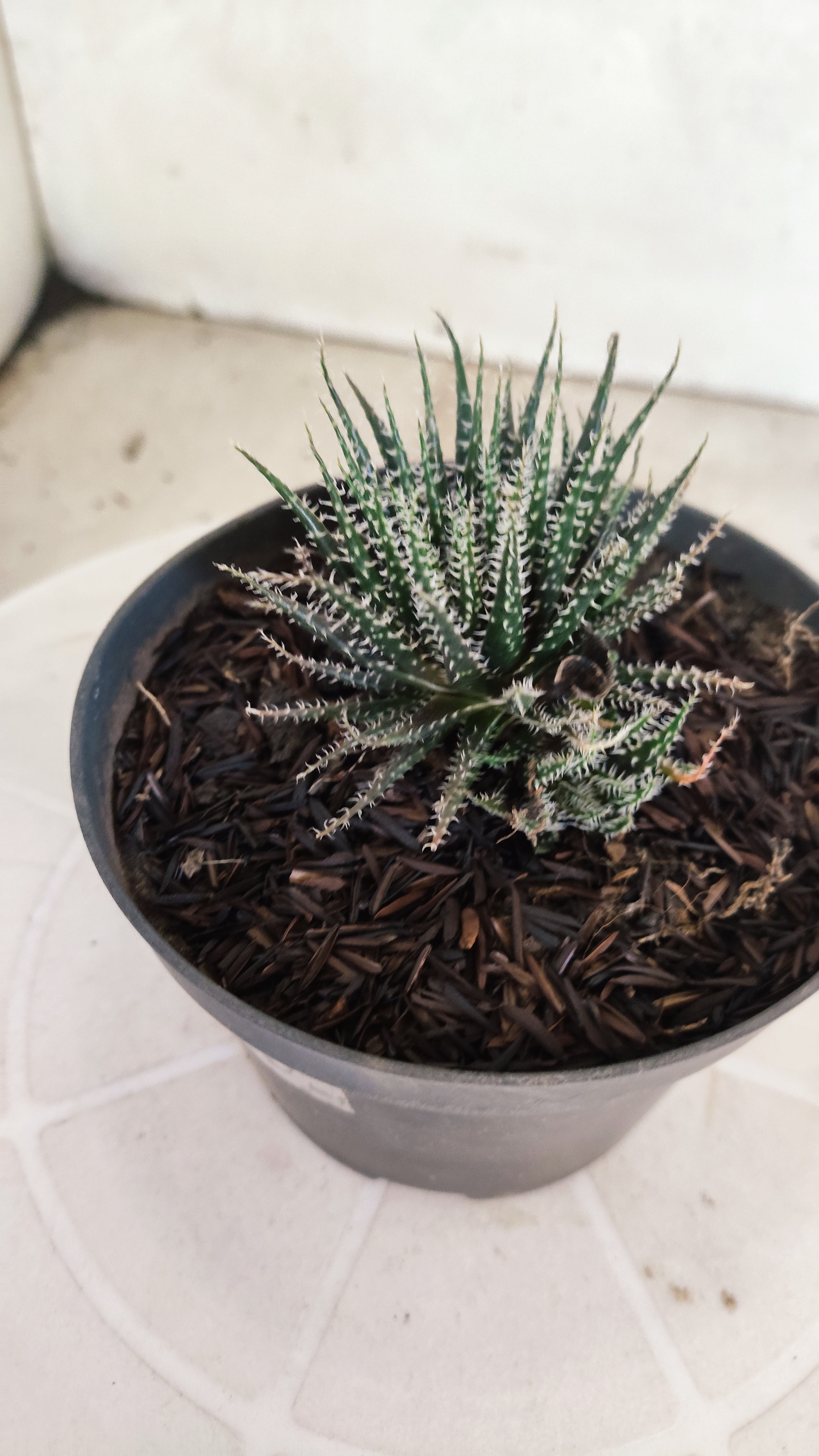 Aloe Haworthioides Baker  N° 21 - Vaso 11