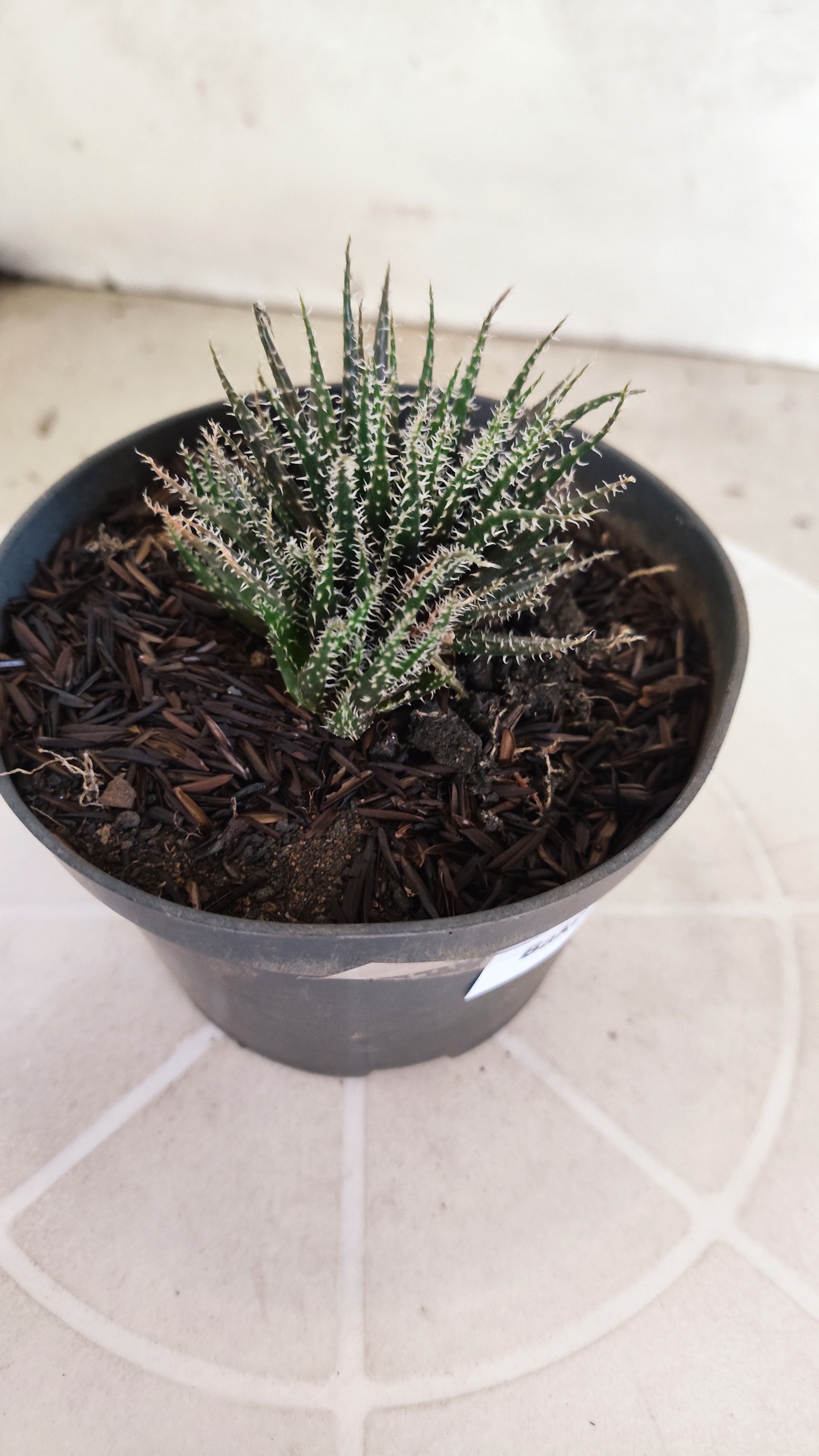 Aloe Haworthioides Baker  N° 21 - Vaso 11