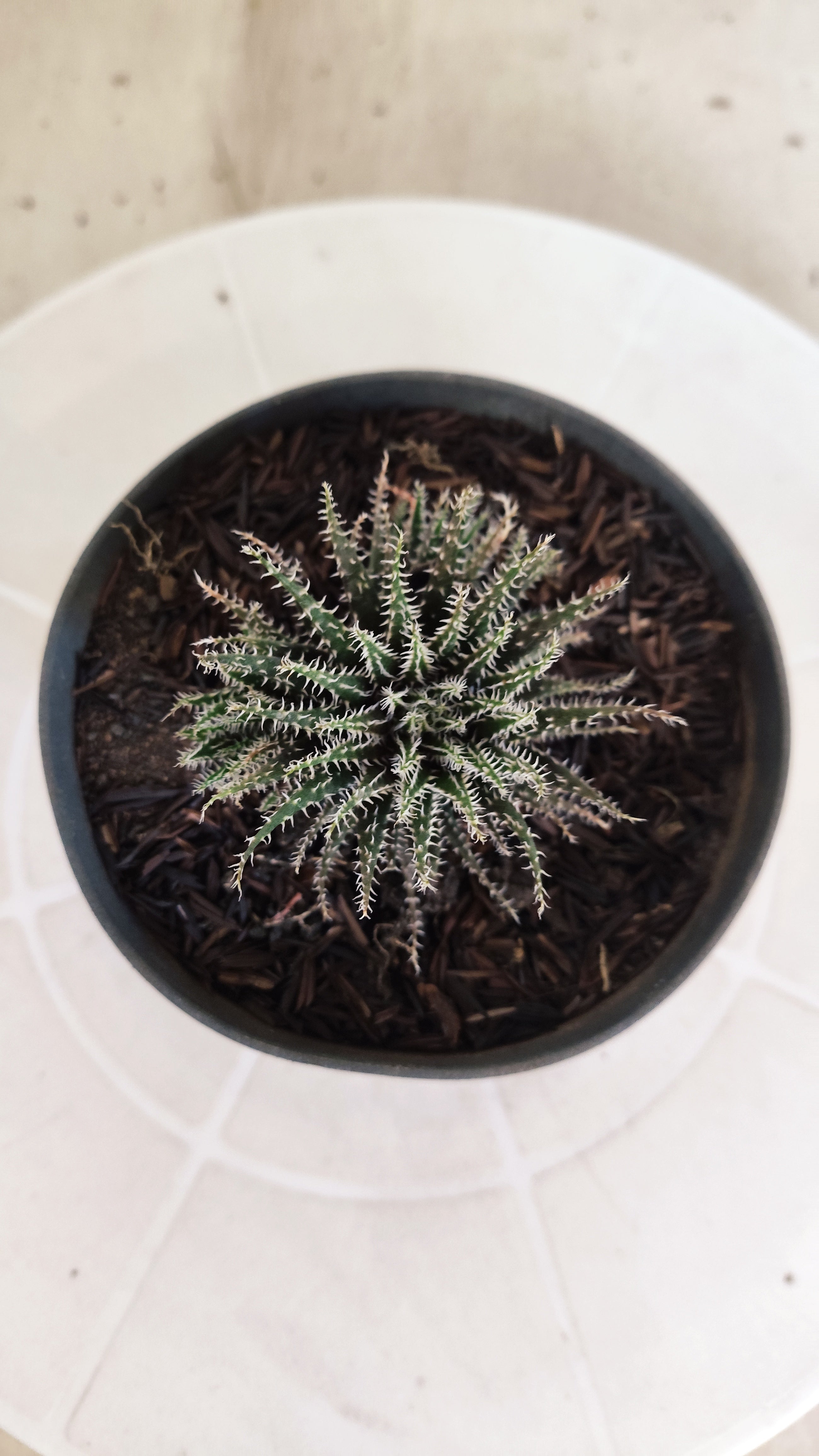 Aloe Haworthioides Baker  N° 21 - Vaso 11