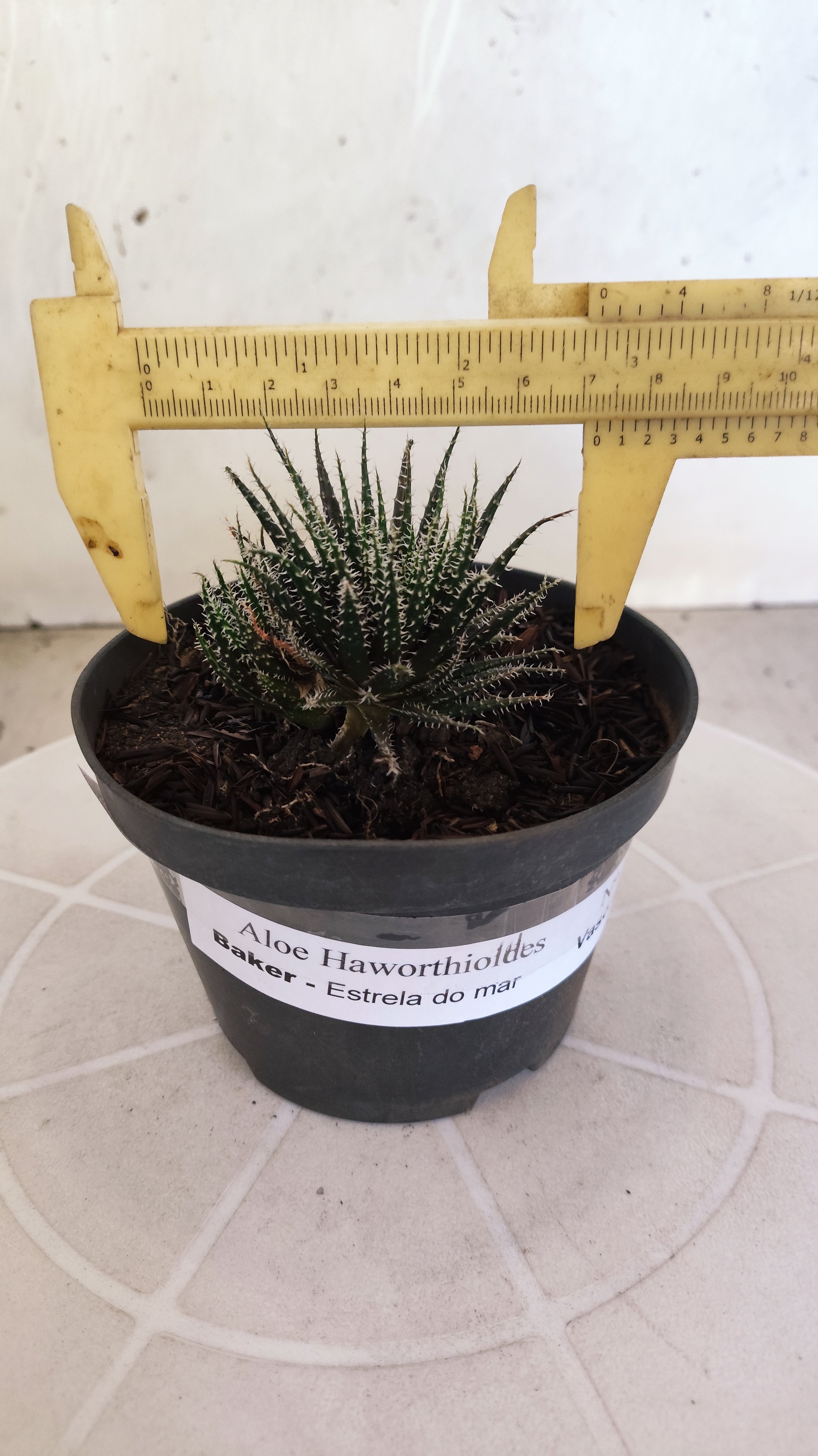 Aloe Haworthioides Baker  N° 21 - Vaso 11