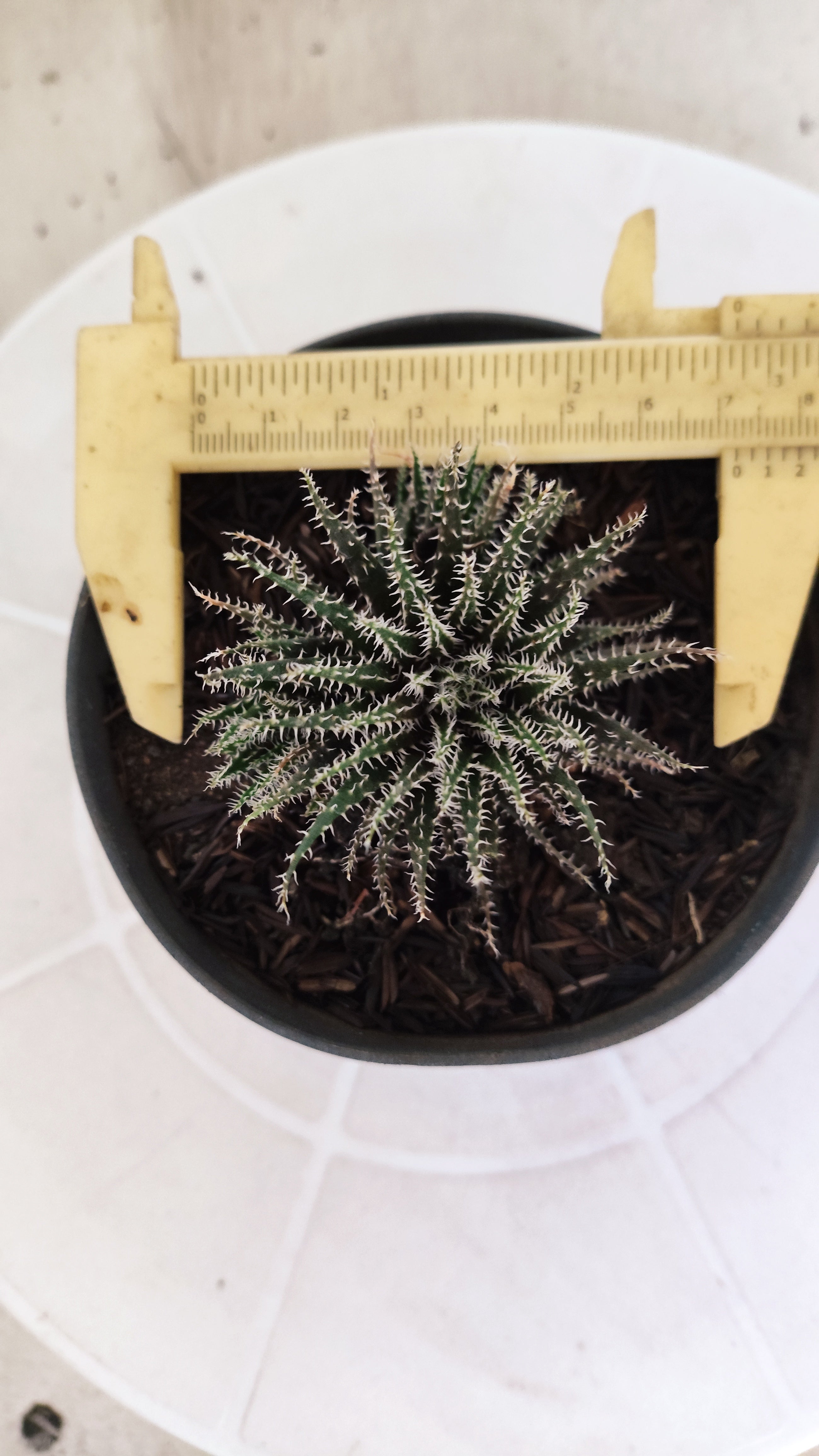 Aloe Haworthioides Baker  N° 21 - Vaso 11