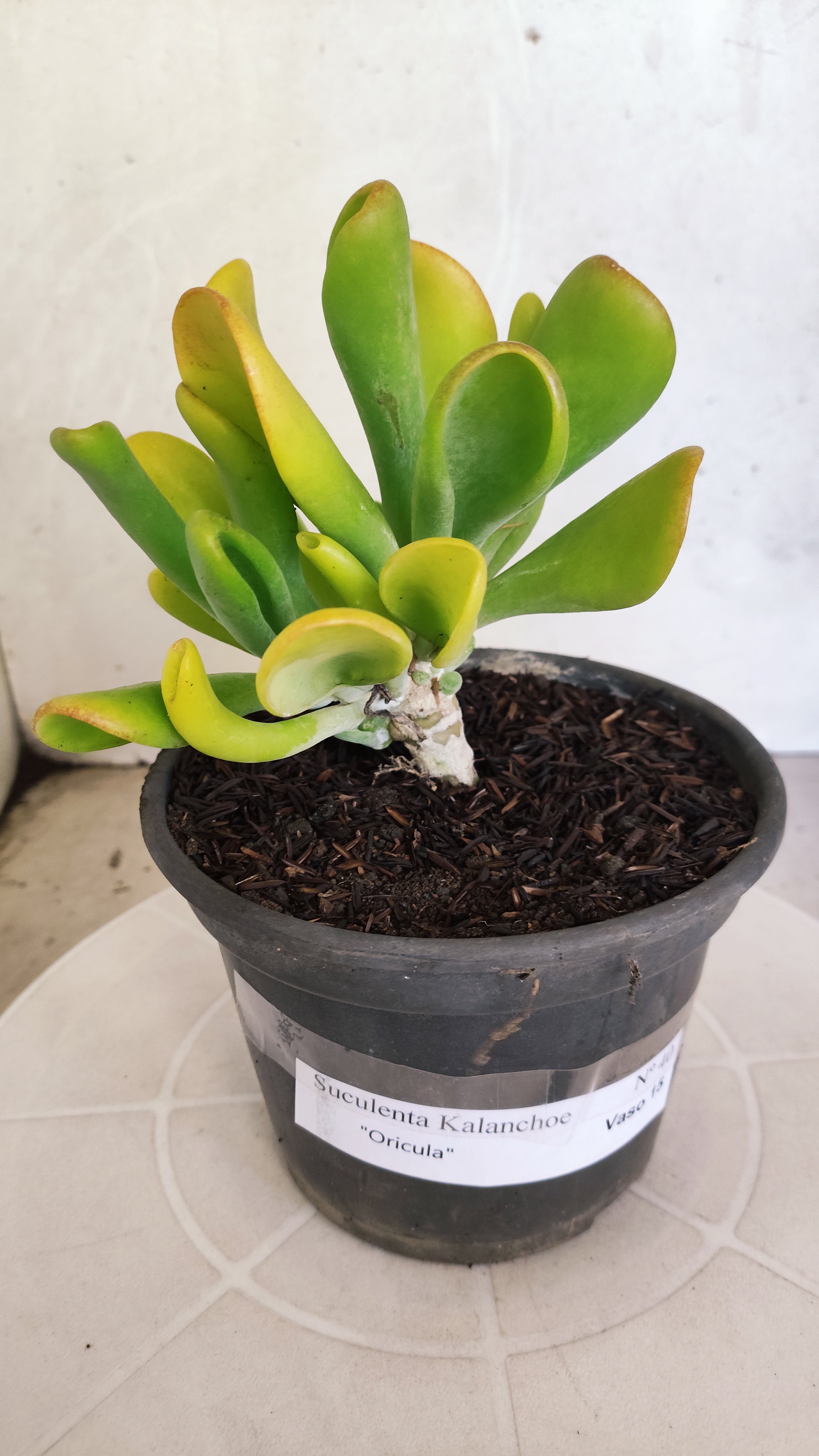 Suculenta Kalanchoe "Oricula" Nº 40 - Vaso 15