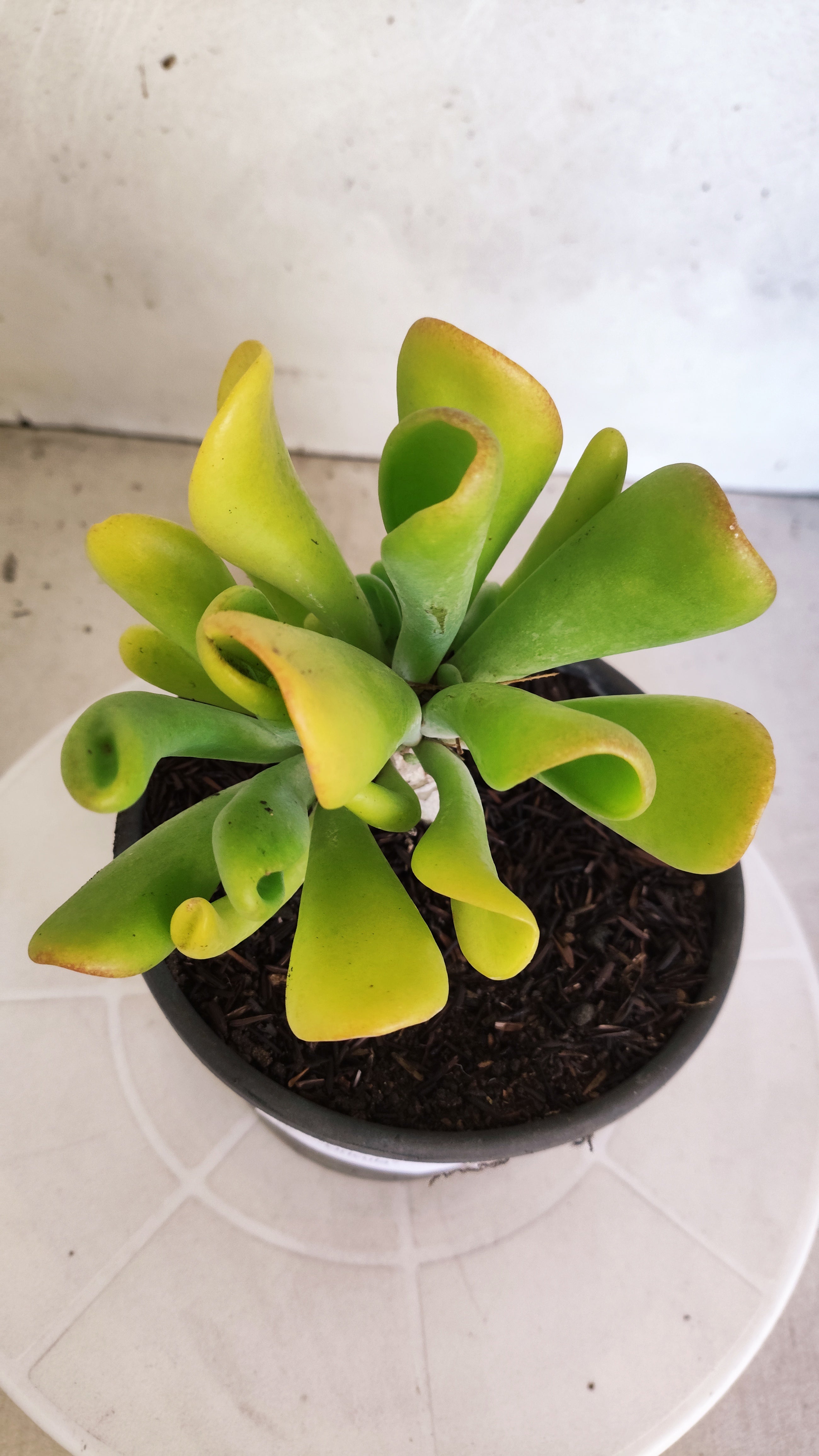 Suculenta Kalanchoe "Oricula" Nº 40 - Vaso 15