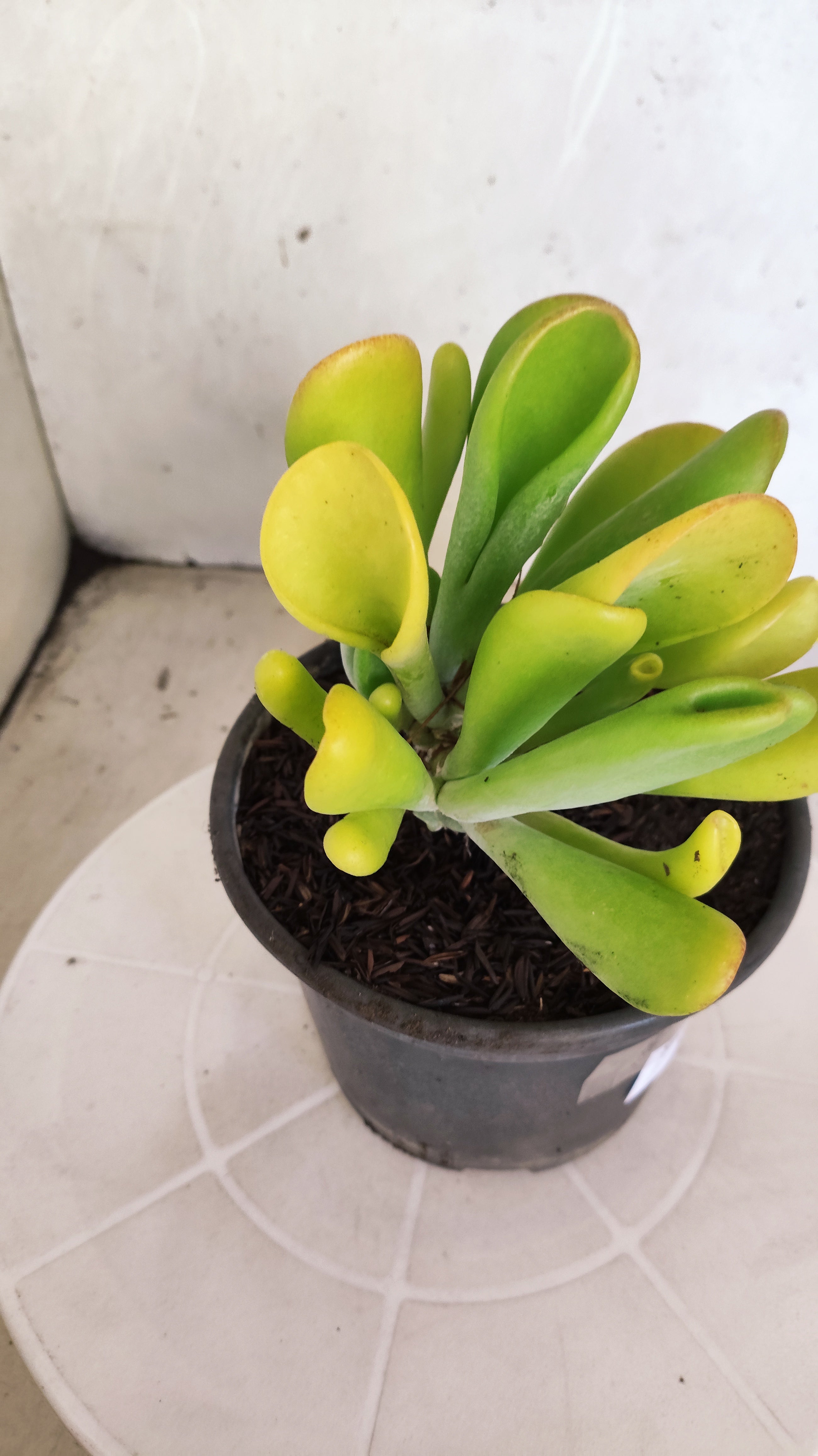 Suculenta Kalanchoe "Oricula" Nº 40 - Vaso 15