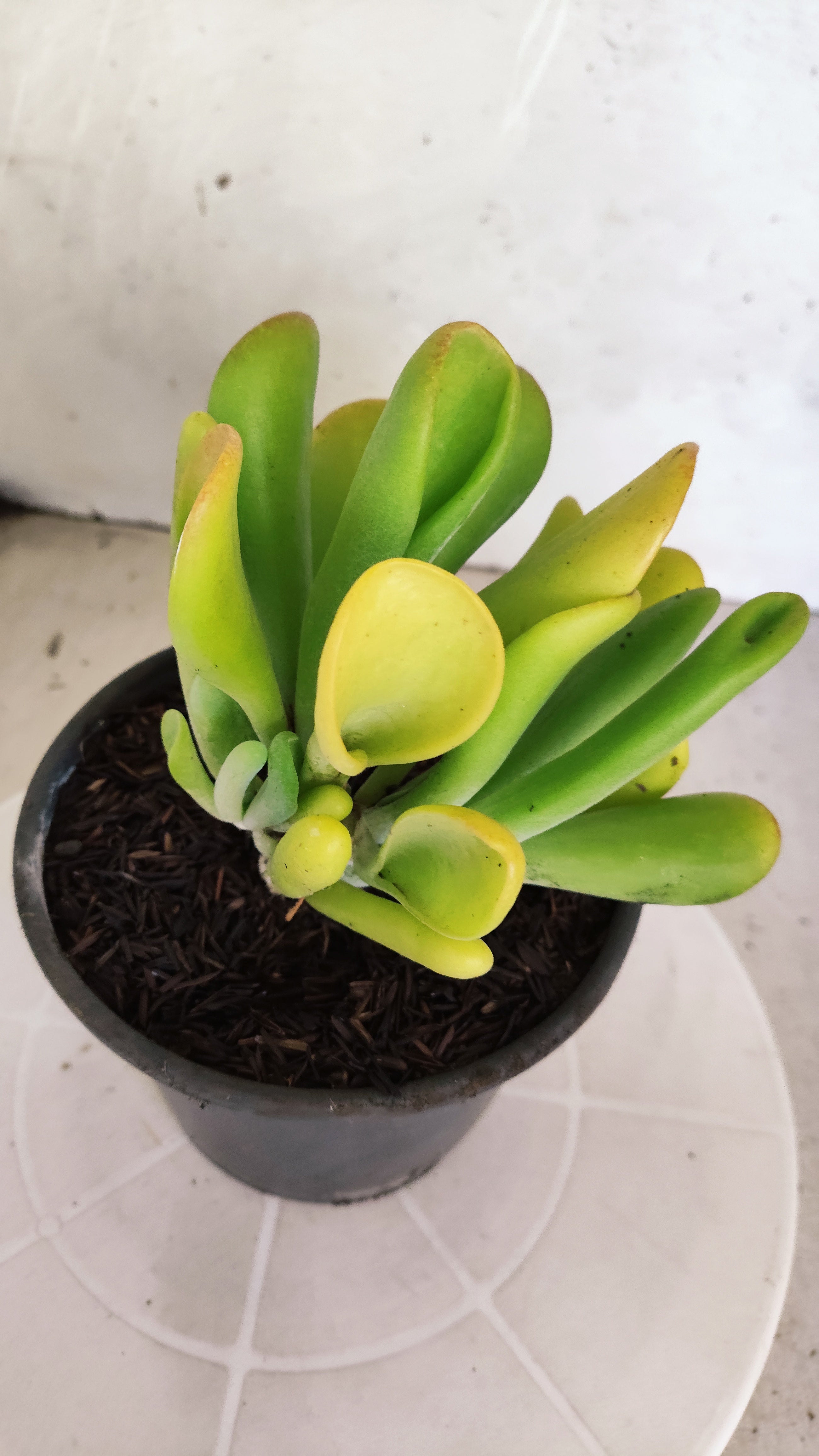 Suculenta Kalanchoe "Oricula" Nº 40 - Vaso 15