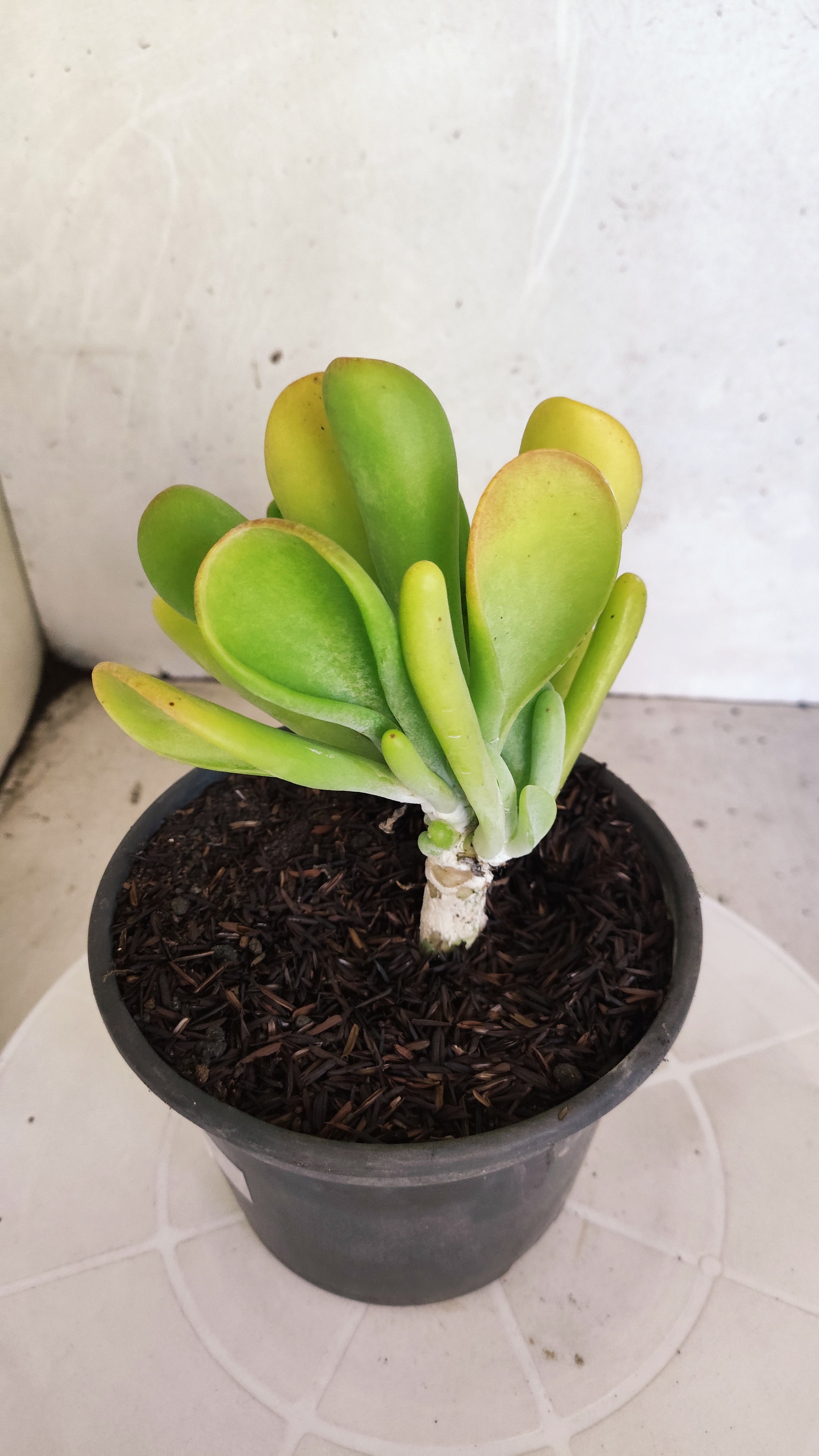 Suculenta Kalanchoe "Oricula" Nº 40 - Vaso 15