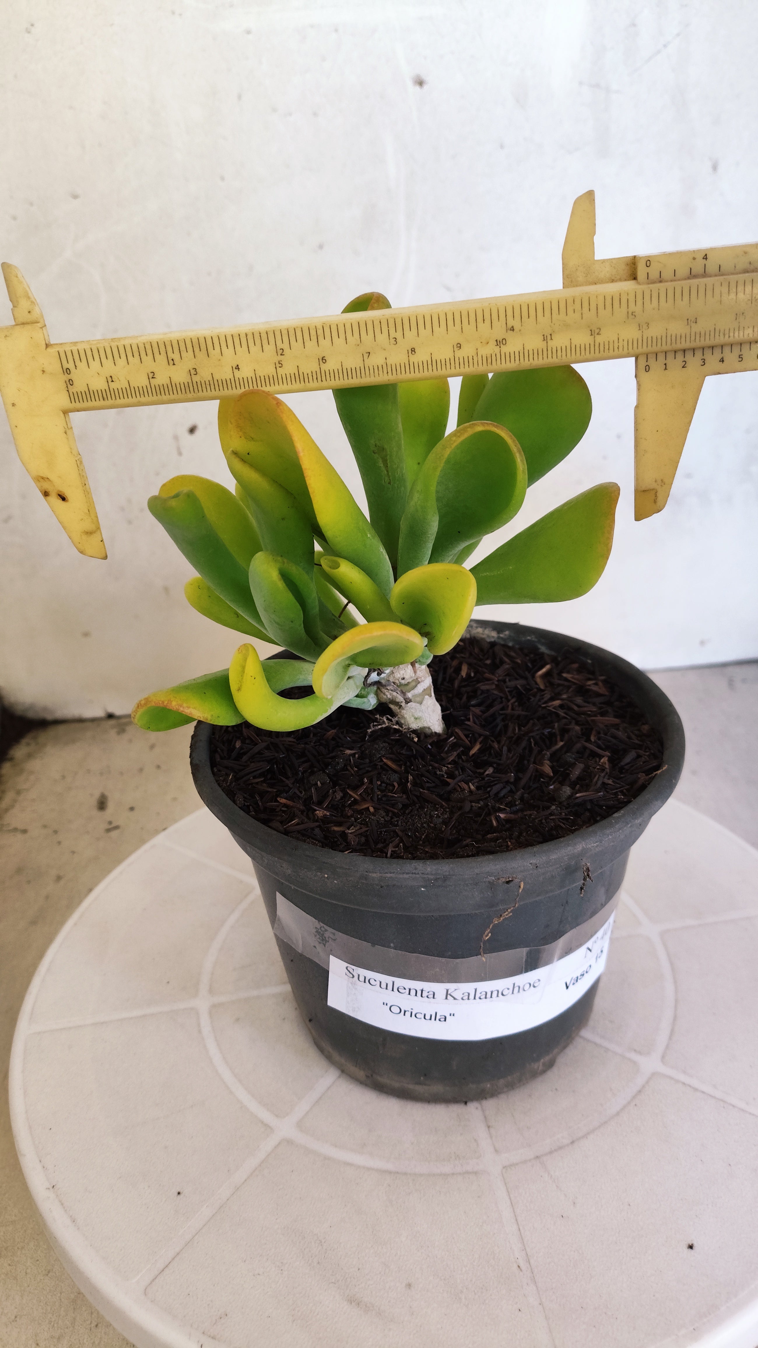 Suculenta Kalanchoe "Oricula" Nº 40 - Vaso 15