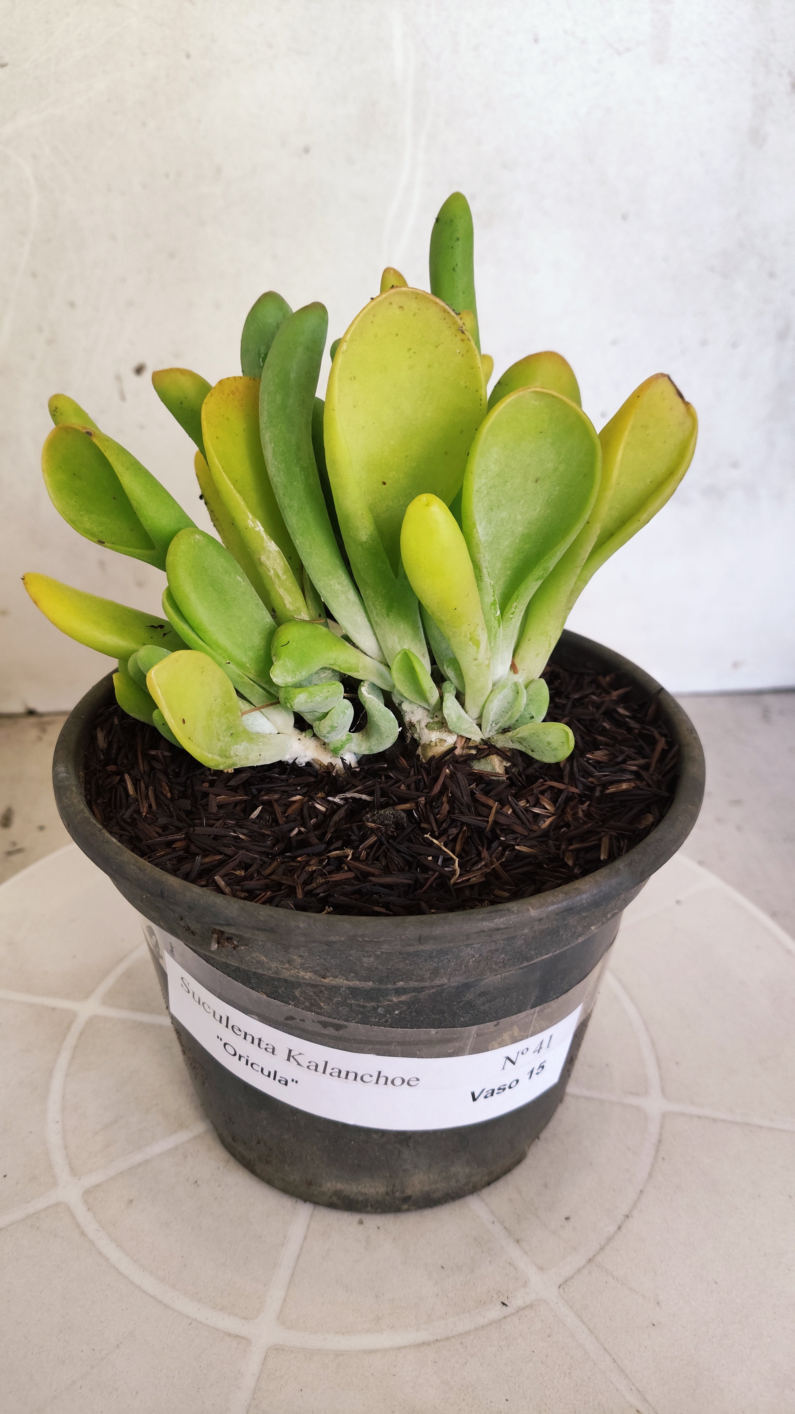 Suculenta Kalanchoe "Oricula" Nº 41 - Vaso 15