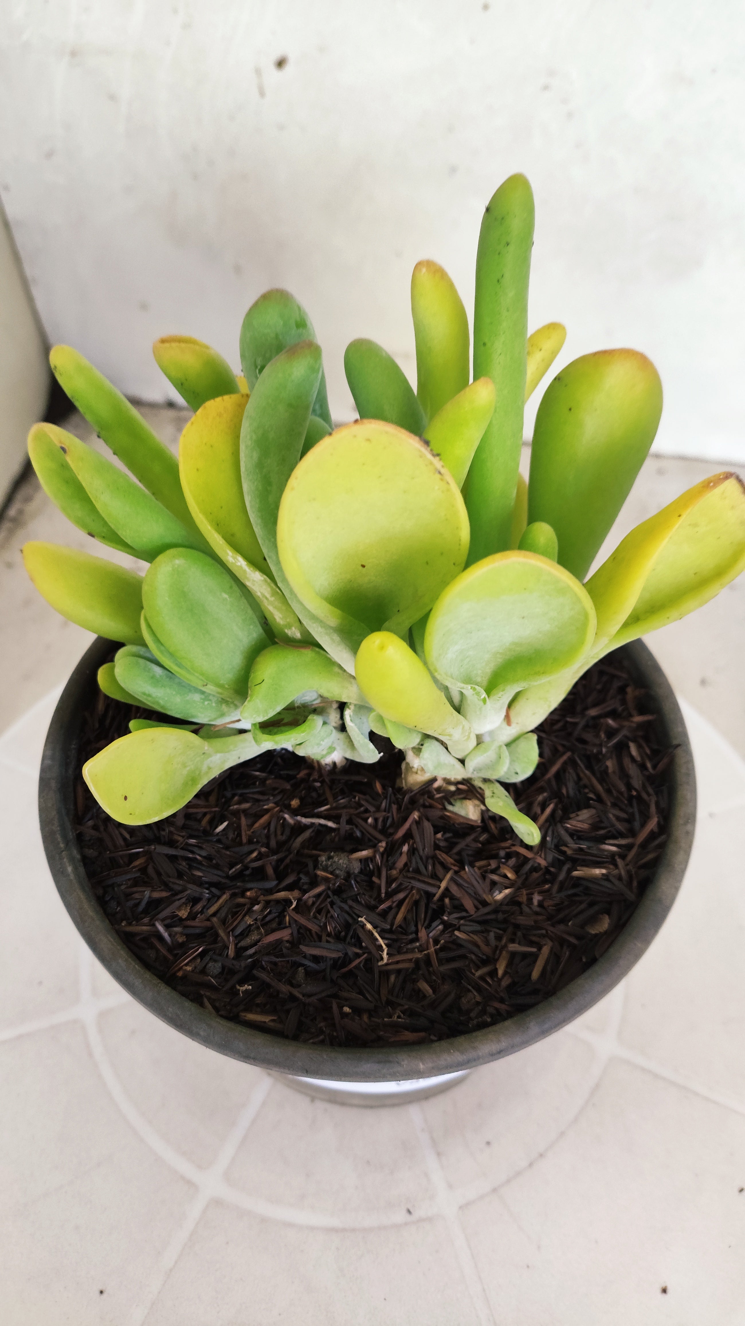 Suculenta Kalanchoe "Oricula" Nº 41 - Vaso 15
