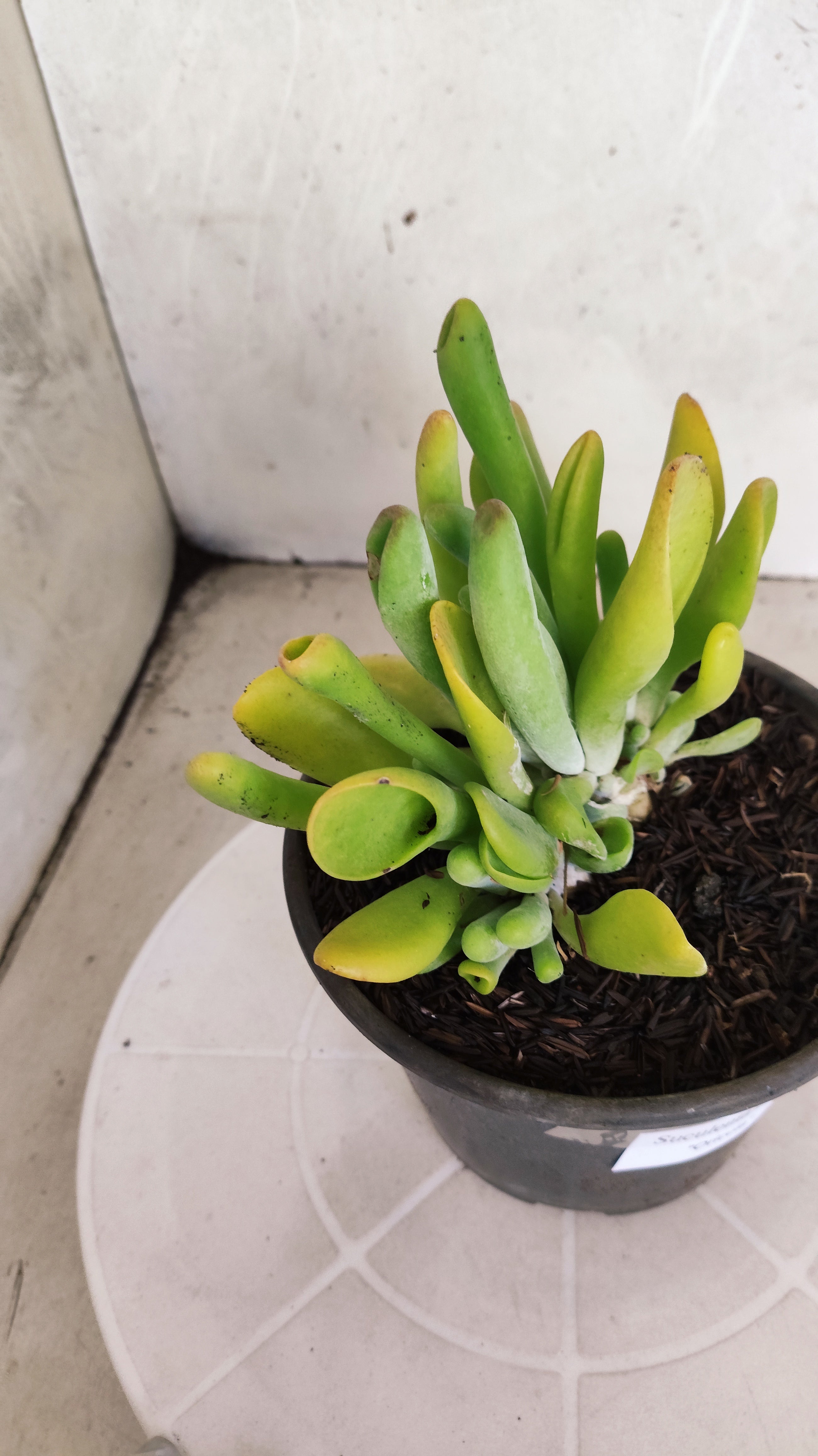 Suculenta Kalanchoe "Oricula" Nº 41 - Vaso 15