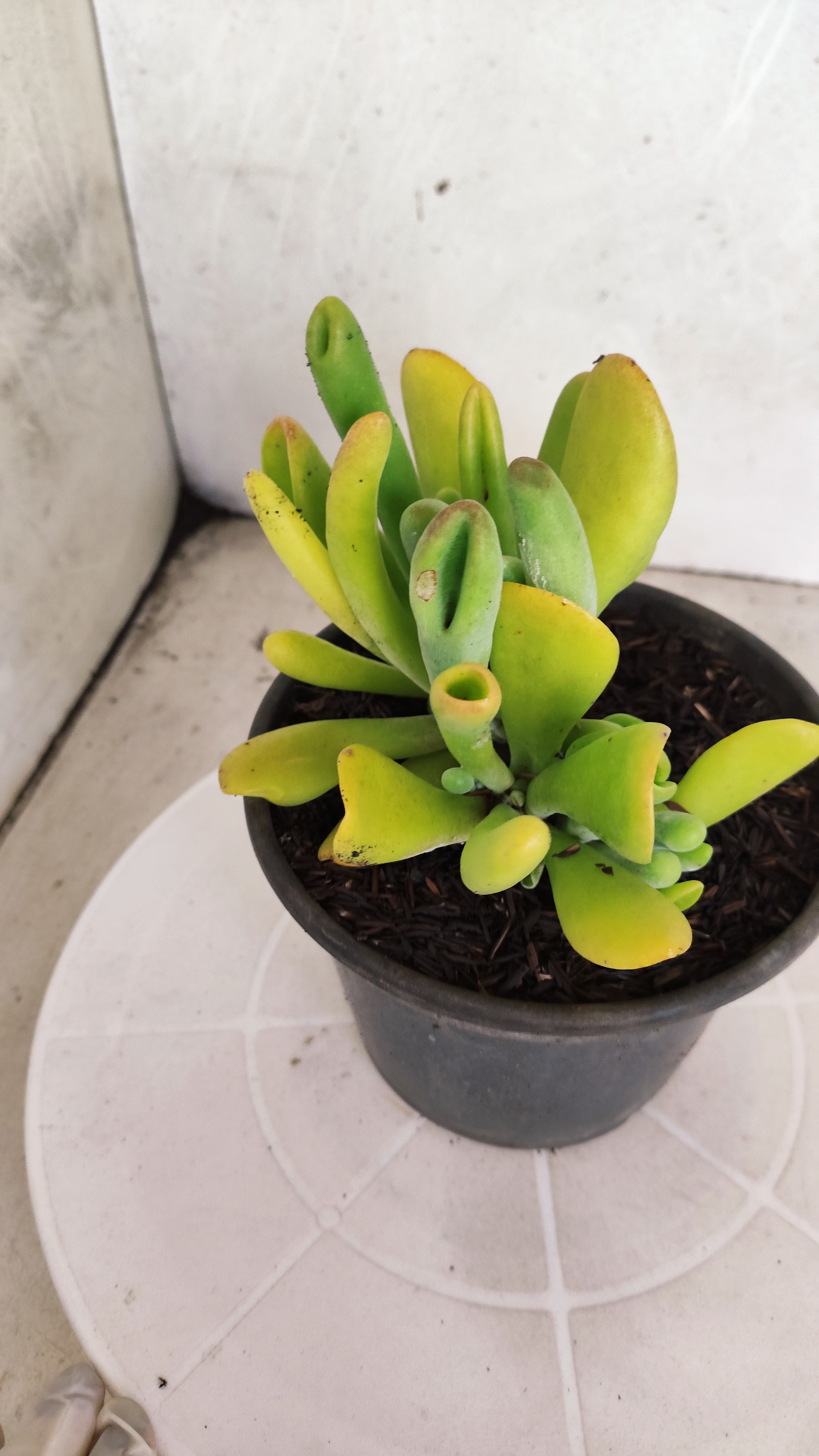 Suculenta Kalanchoe "Oricula" Nº 41 - Vaso 15