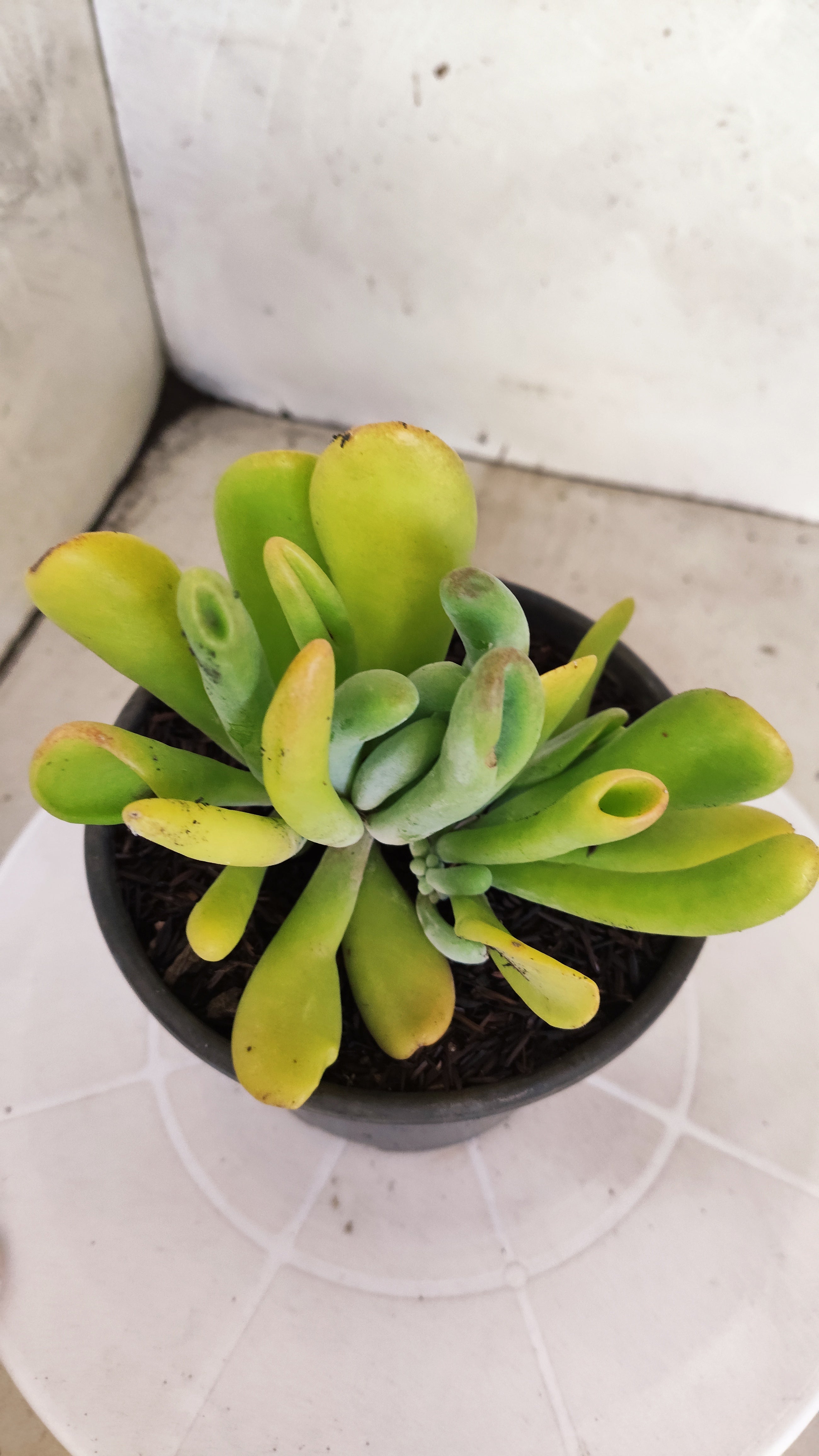 Suculenta Kalanchoe "Oricula" Nº 41 - Vaso 15