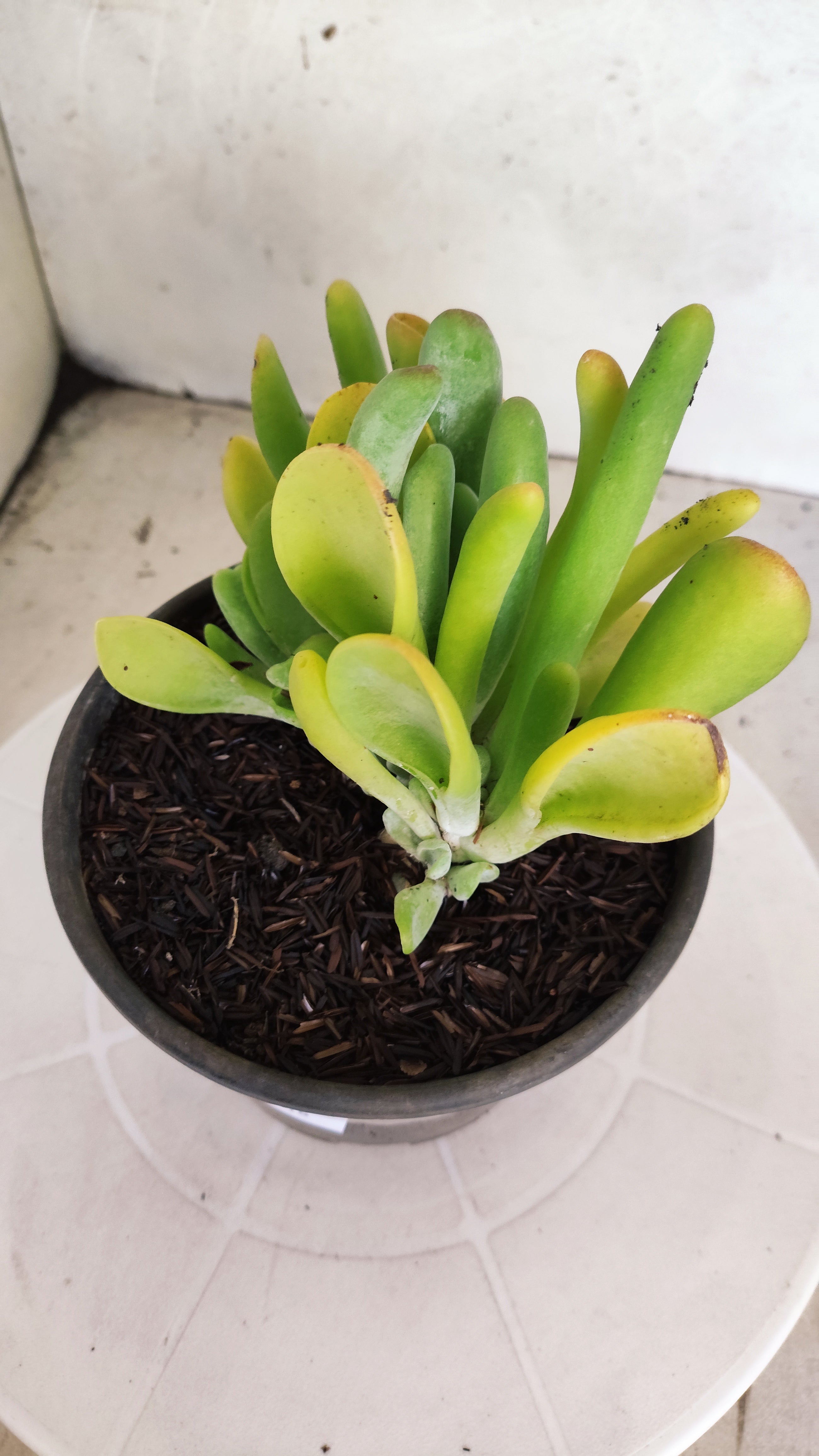 Suculenta Kalanchoe "Oricula" Nº 41 - Vaso 15