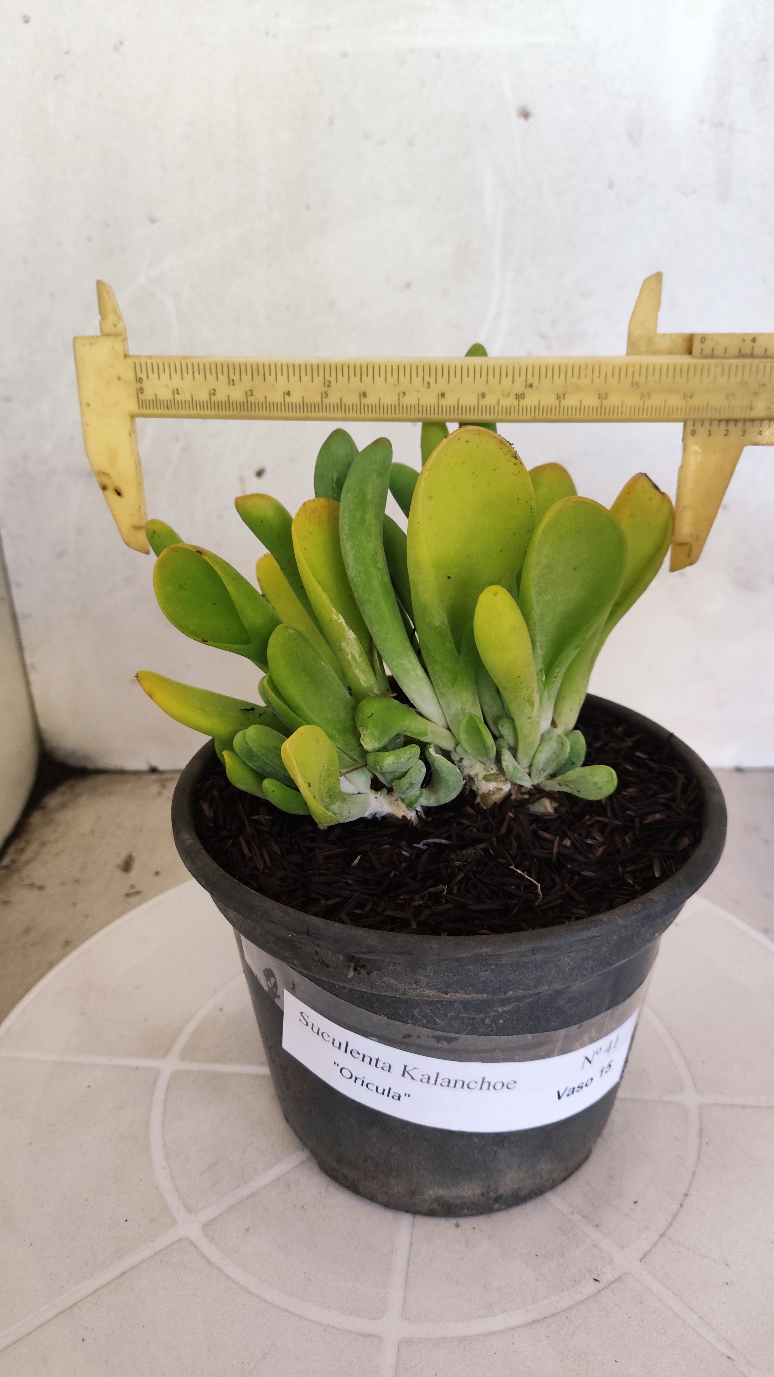 Suculenta Kalanchoe "Oricula" Nº 41 - Vaso 15