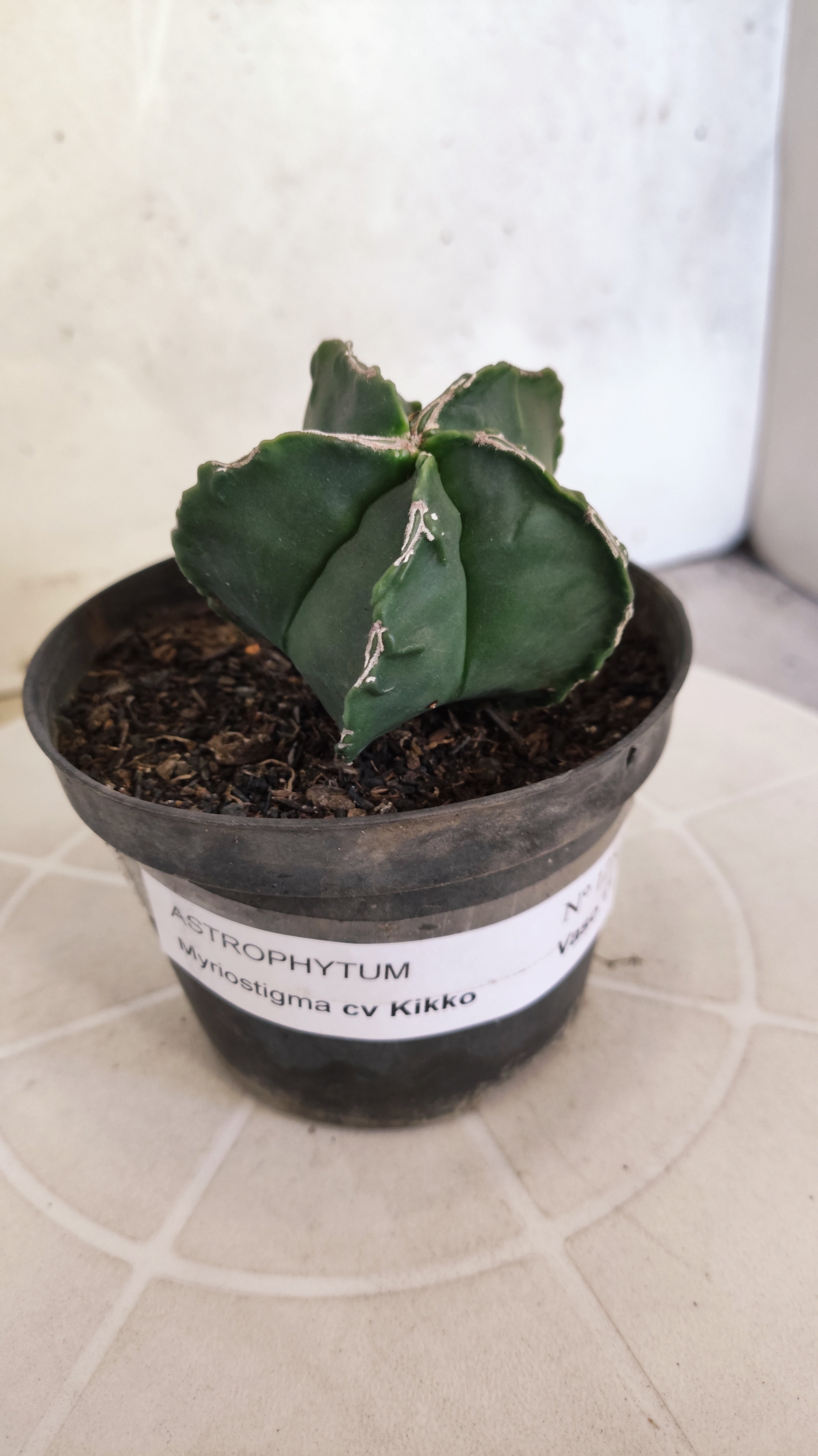 MATRIZ ASTROPHYTUM cv KIKKO   Nº 1252 – vaso 11