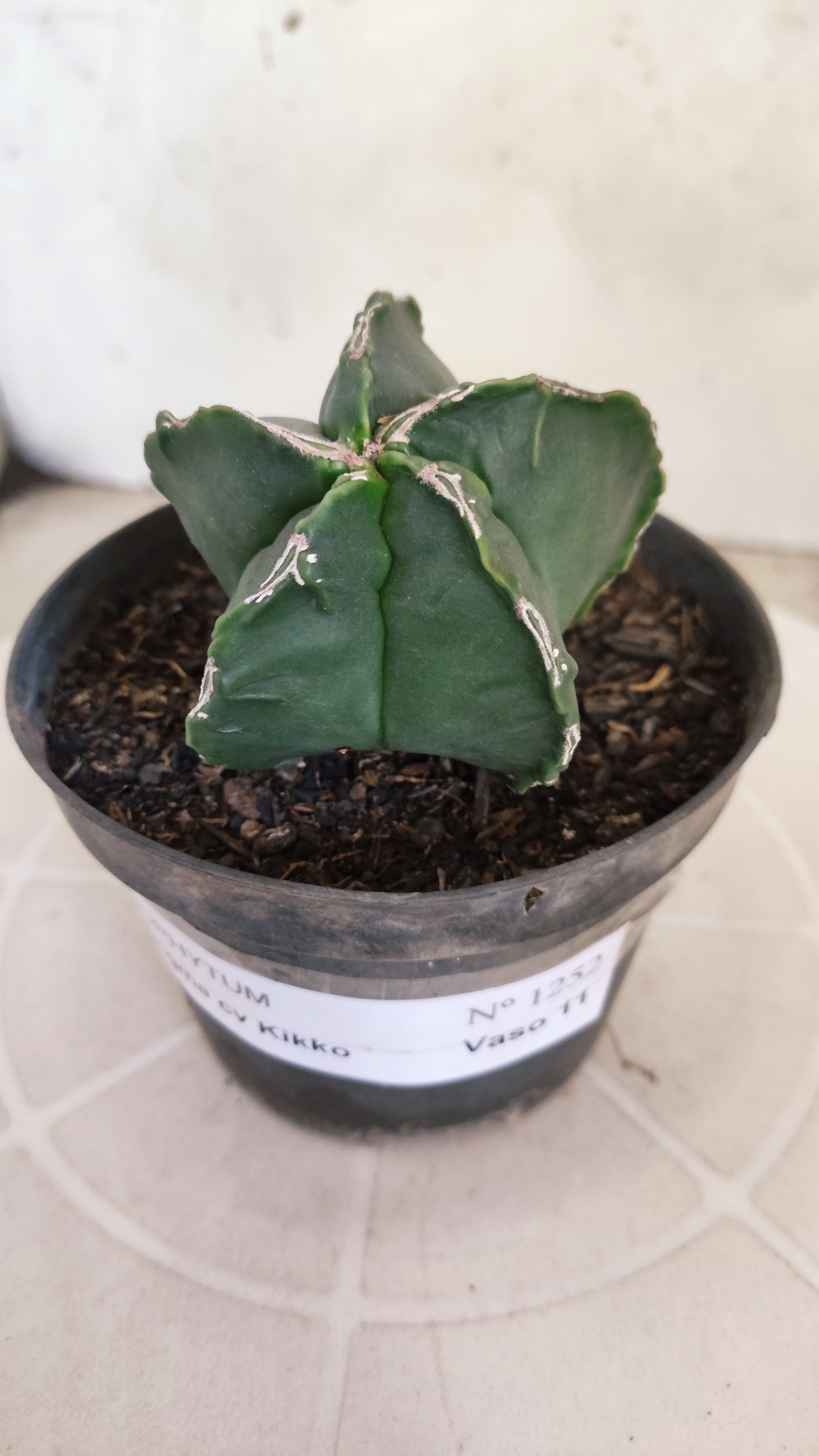 MATRIZ ASTROPHYTUM cv KIKKO   Nº 1252 – vaso 11