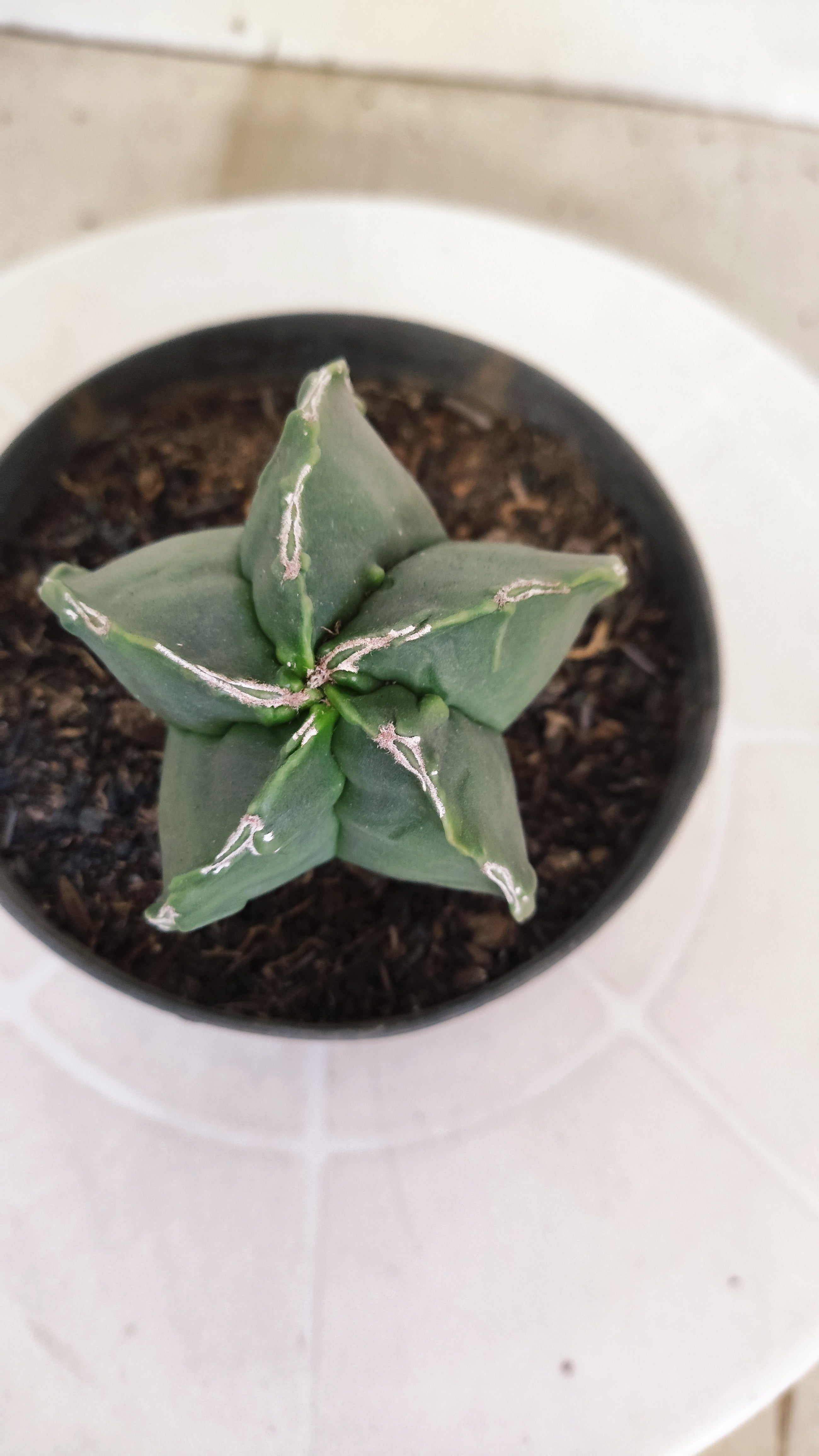 MATRIZ ASTROPHYTUM cv KIKKO   Nº 1252 – vaso 11