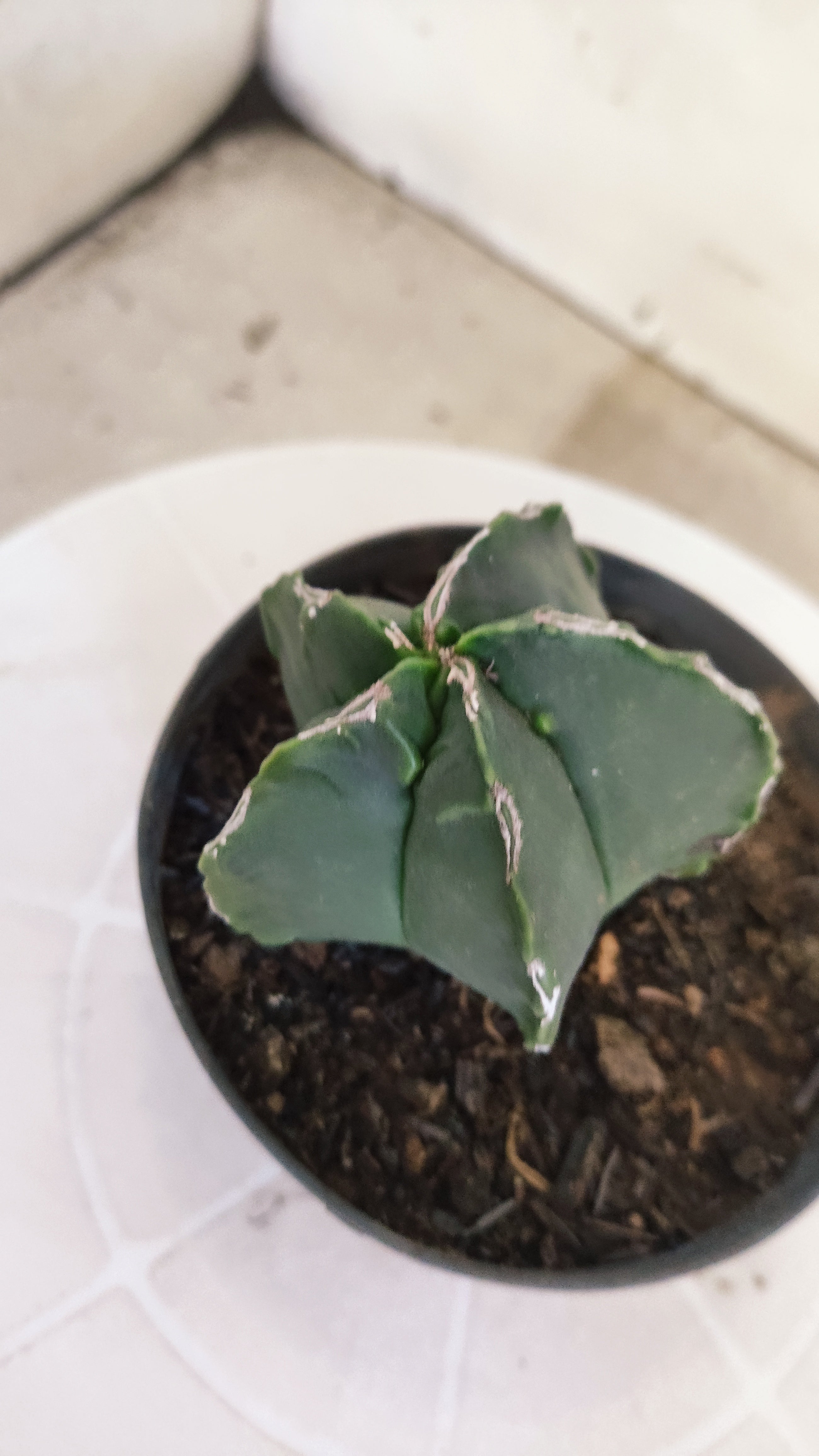 MATRIZ ASTROPHYTUM cv KIKKO   Nº 1252 – vaso 11