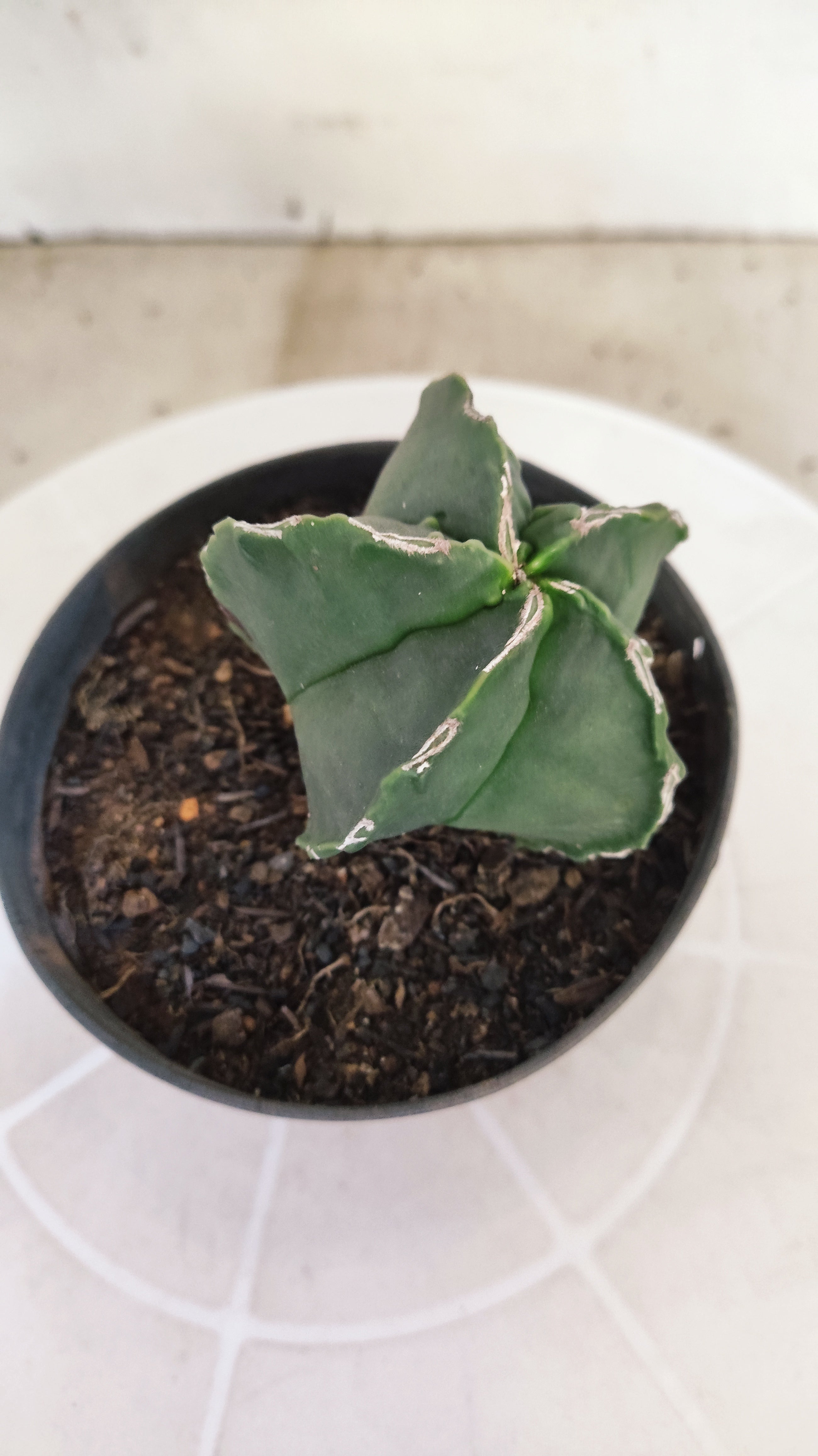 MATRIZ ASTROPHYTUM cv KIKKO   Nº 1252 – vaso 11