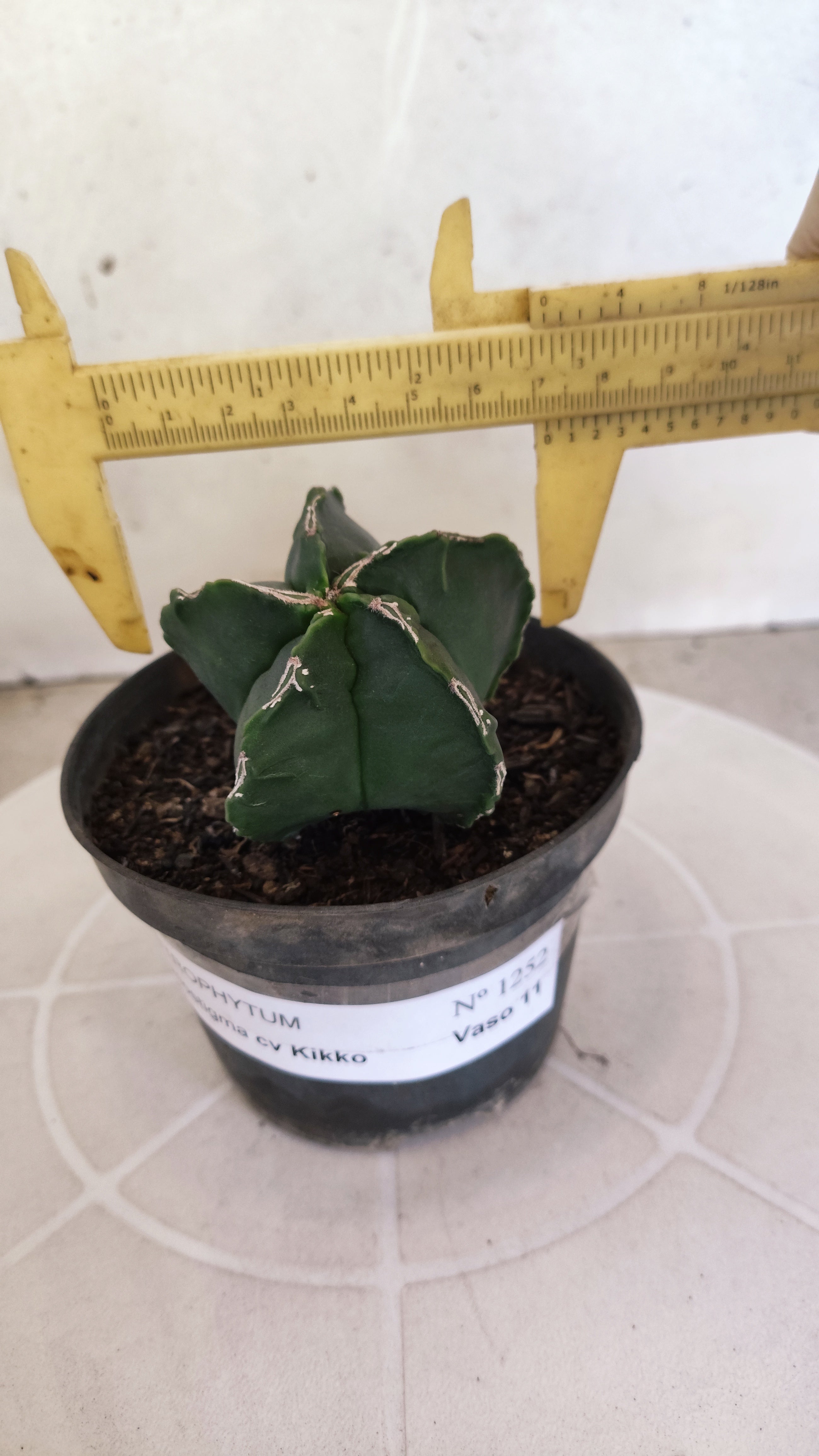 MATRIZ ASTROPHYTUM cv KIKKO   Nº 1252 – vaso 11