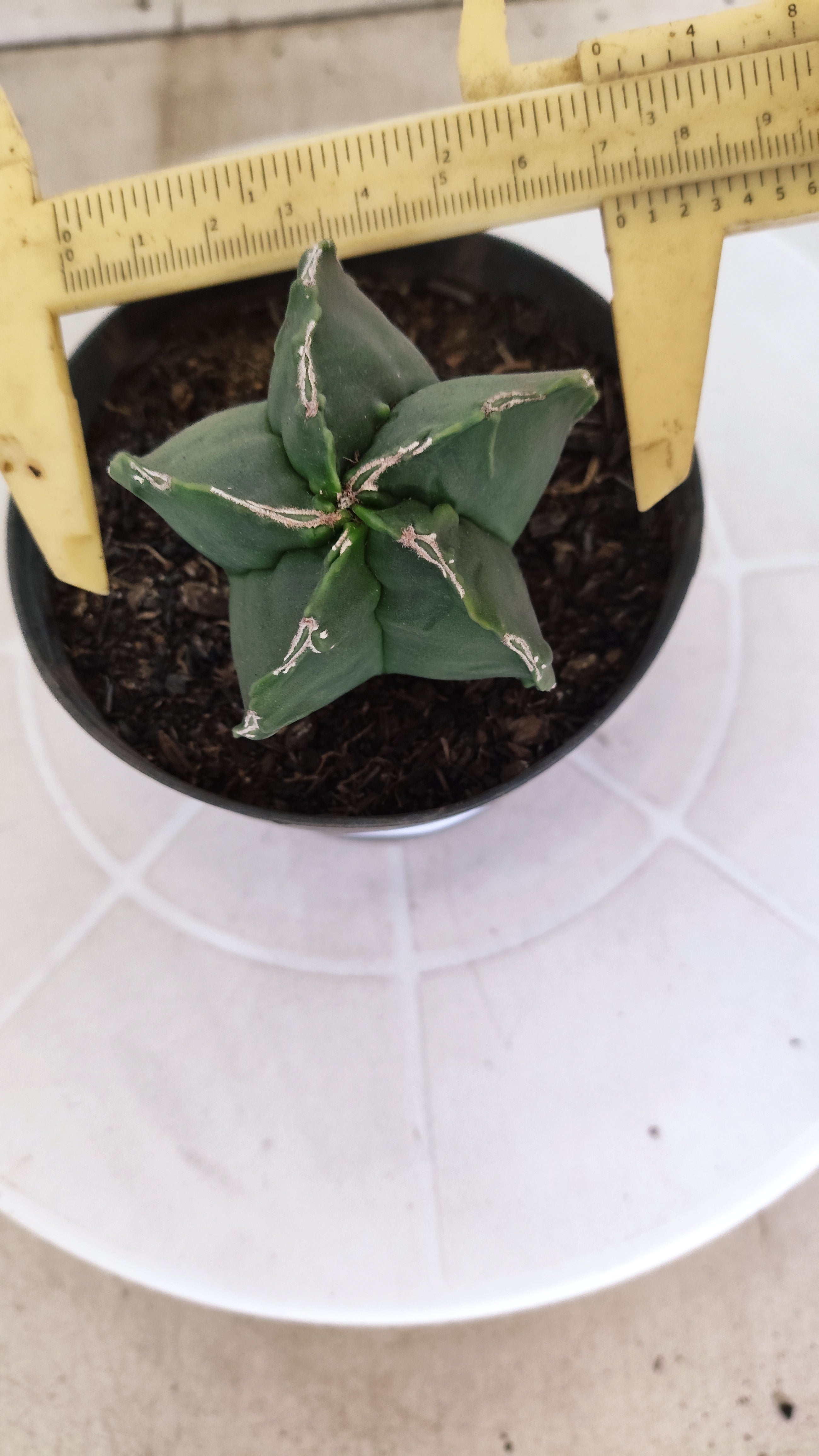 MATRIZ ASTROPHYTUM cv KIKKO   Nº 1252 – vaso 11