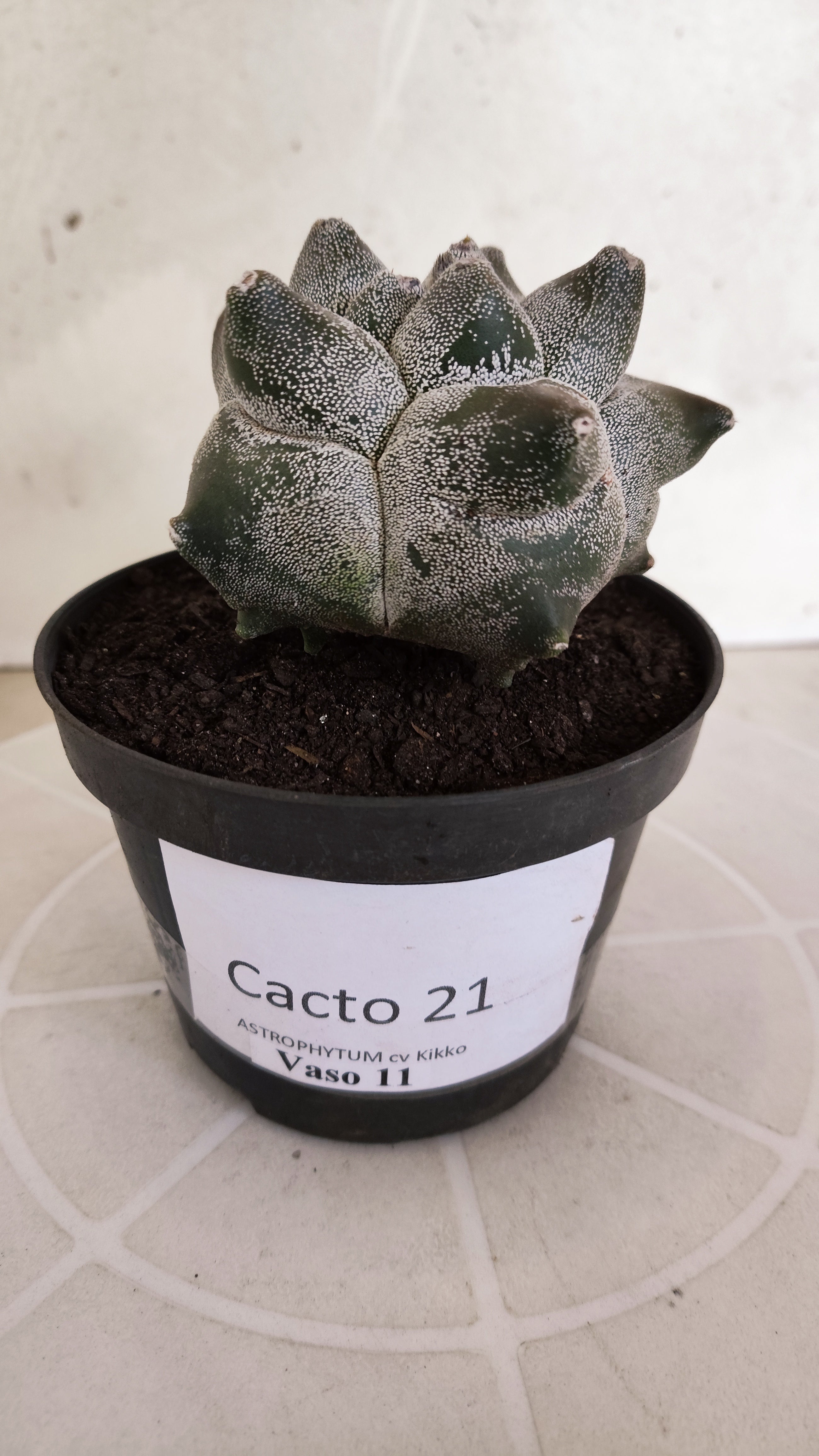 MATRIZ ASTROPHYTUM cv KIKKO   Nº 21 – vaso 11