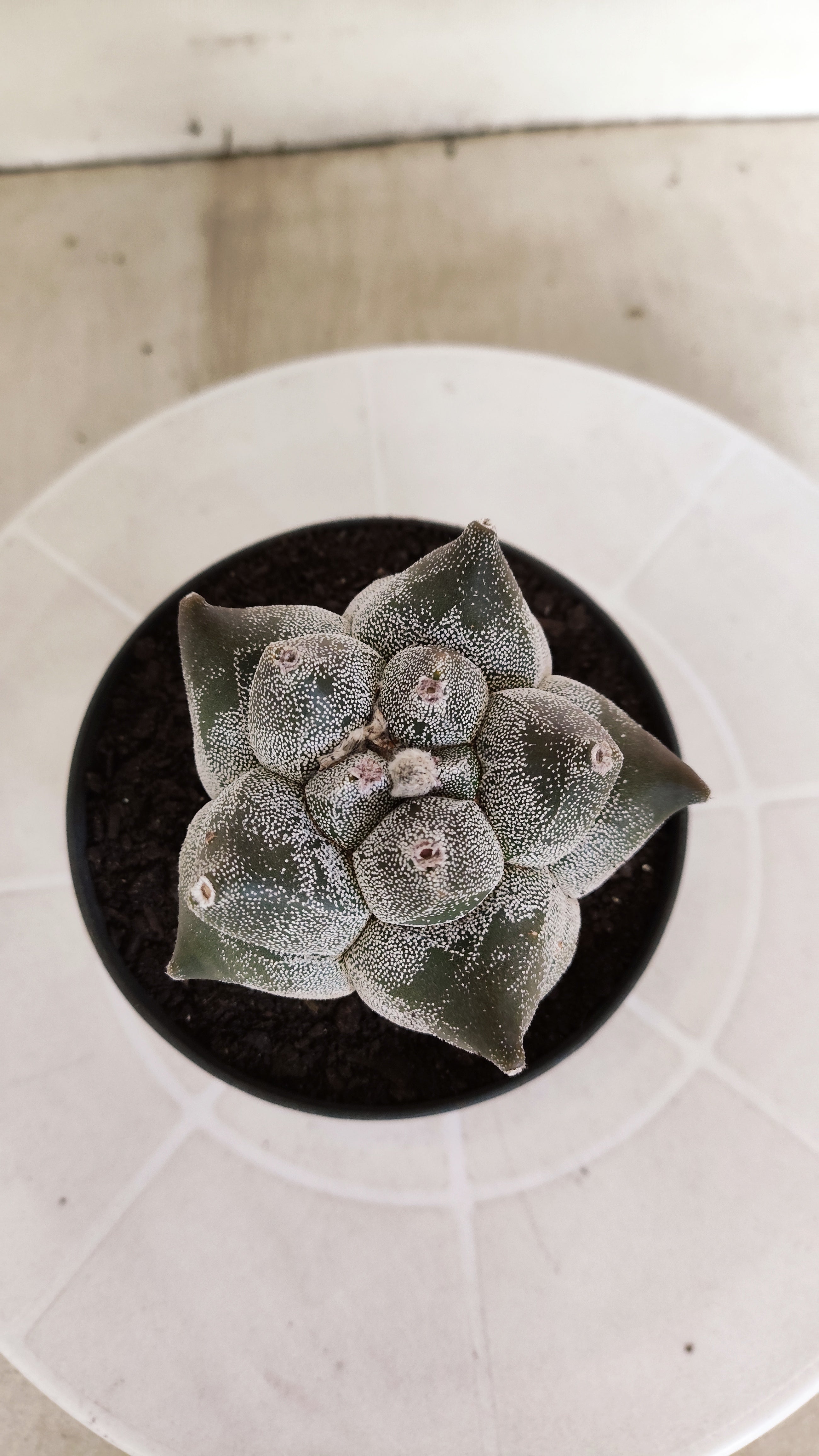MATRIZ ASTROPHYTUM cv KIKKO   Nº 21 – vaso 11
